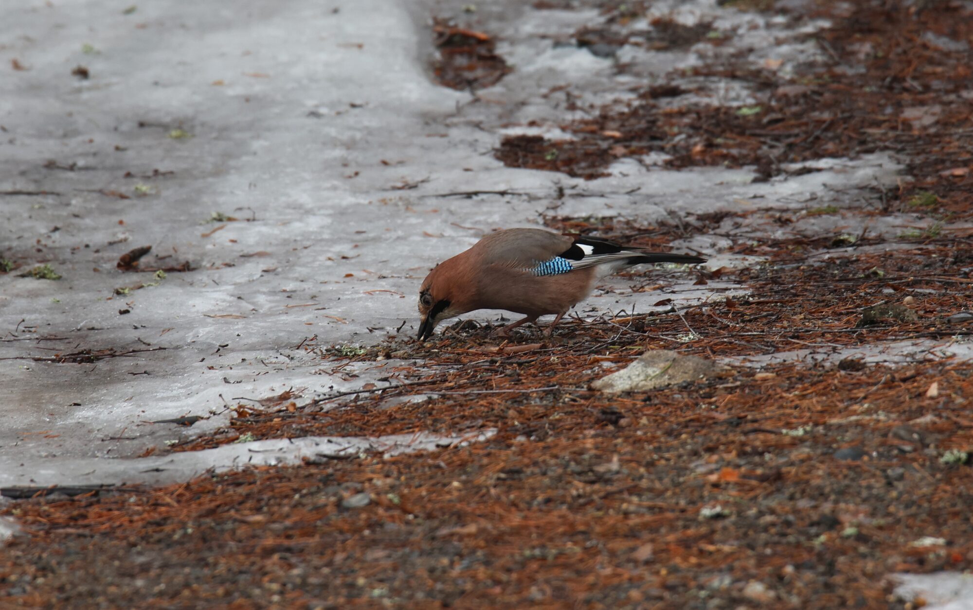 Valokuvaaja: Jaana Saarelainen