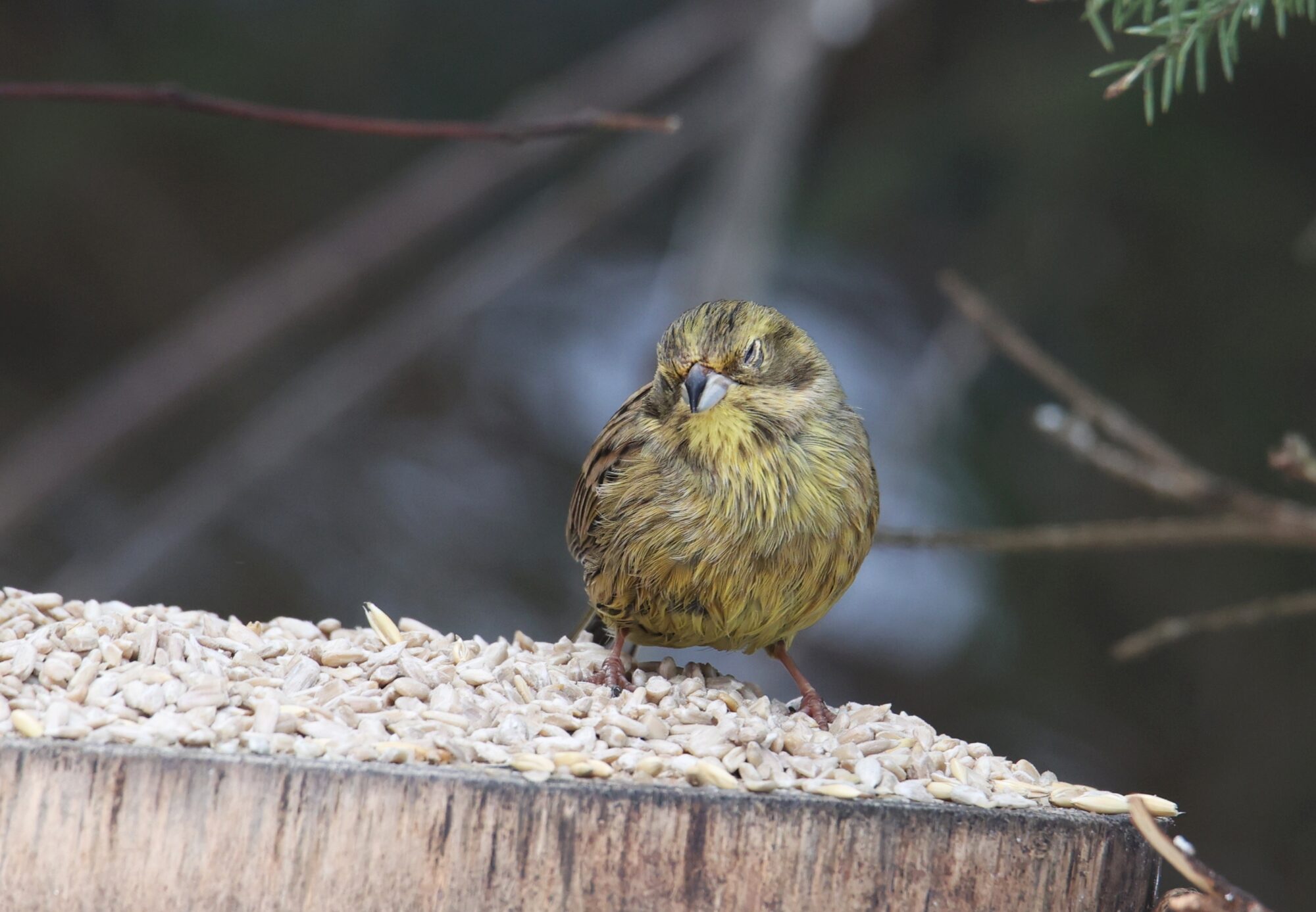 Valokuvaaja: Jaana Saarelainen