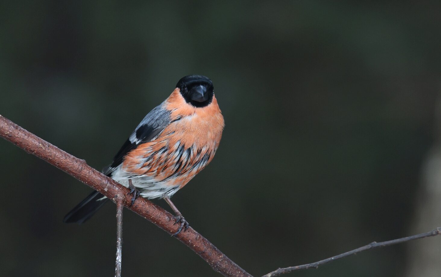 Valokuvaaja: Jaana Saarelainen