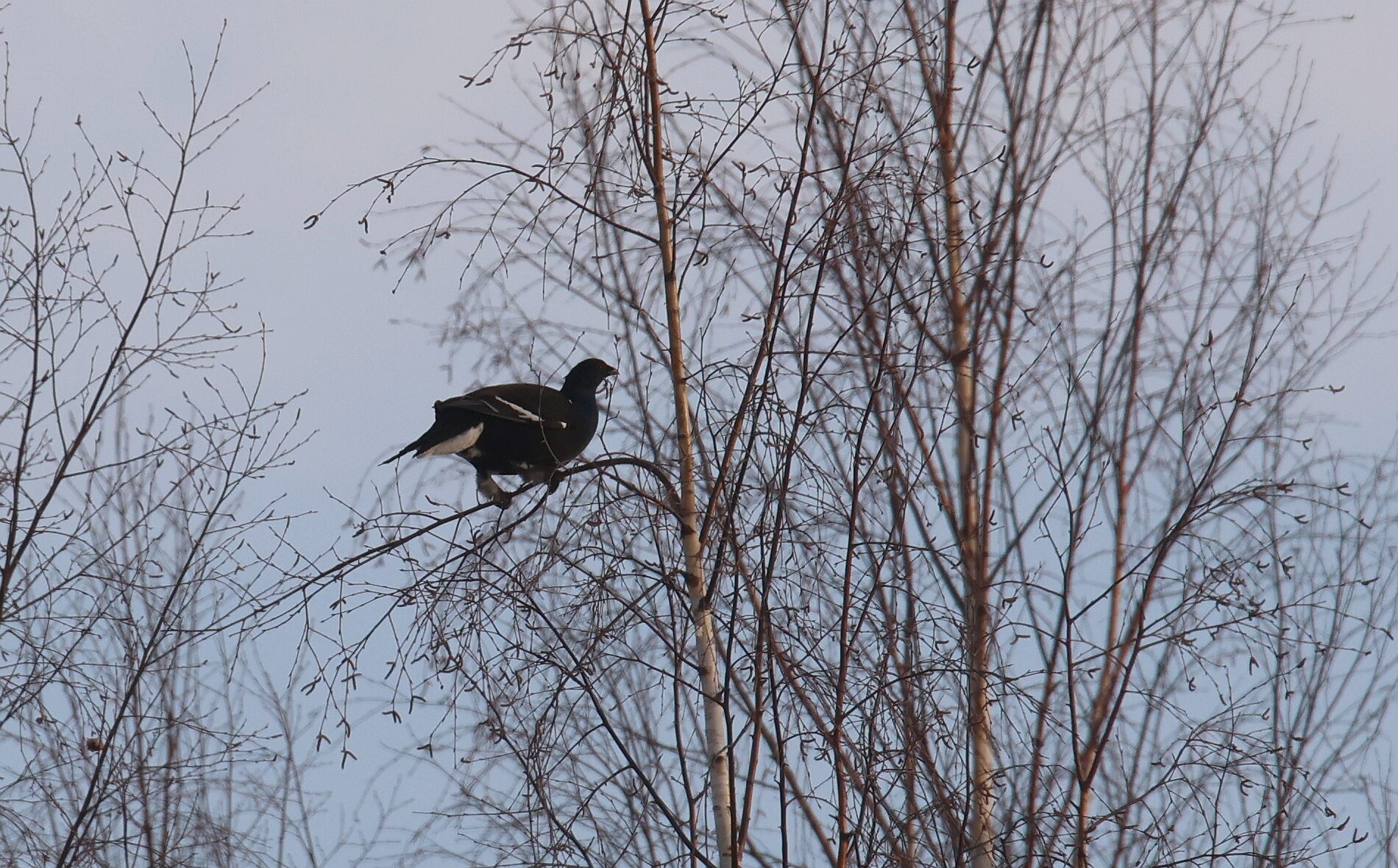 Valokuvaaja: Jaana Saarelainen