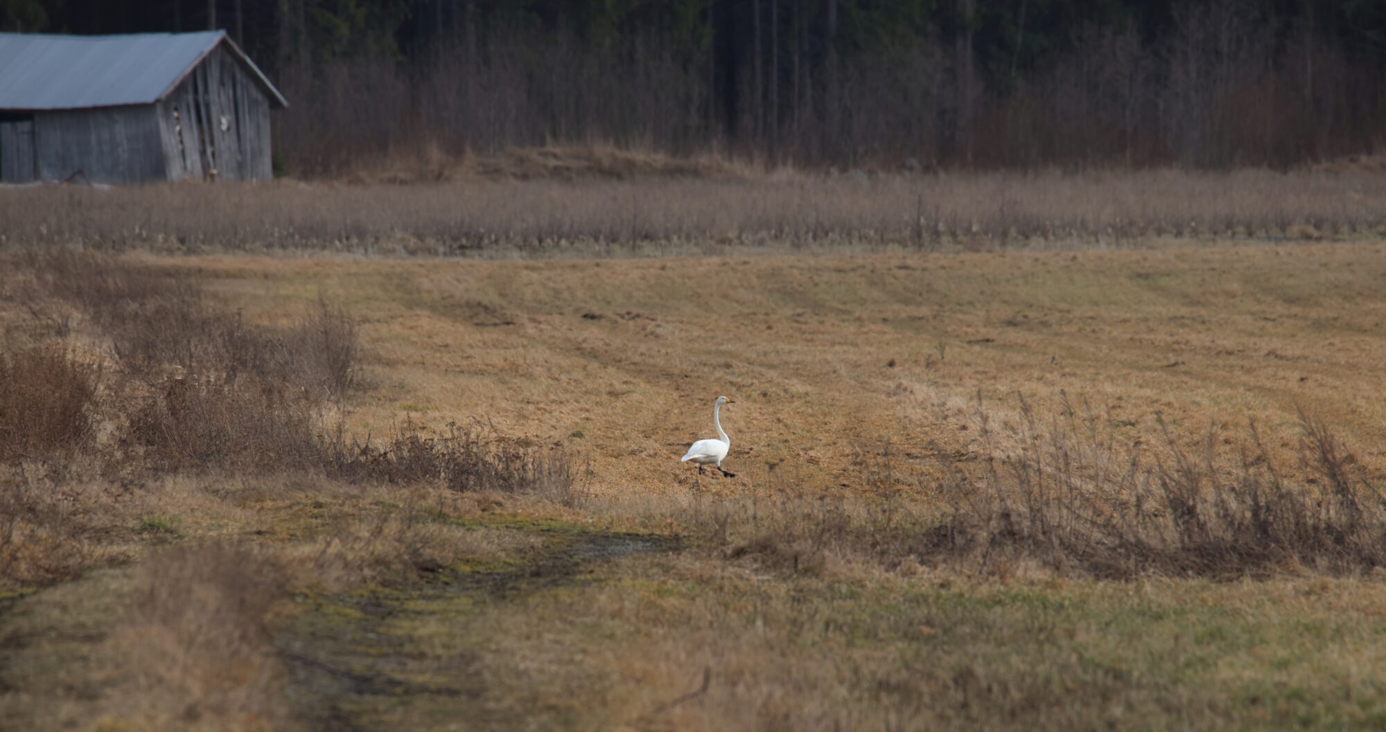 Valokuvaaja: Jaana Saarelainen