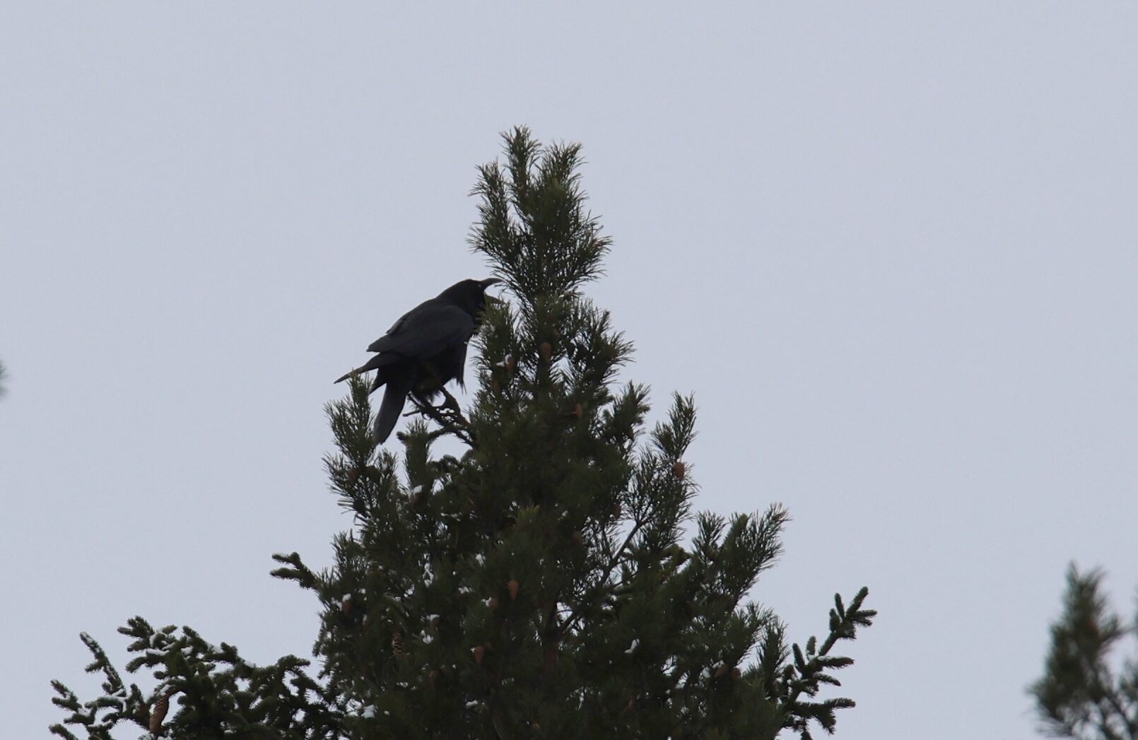 Valokuvaaja: Jaana Saarelainen