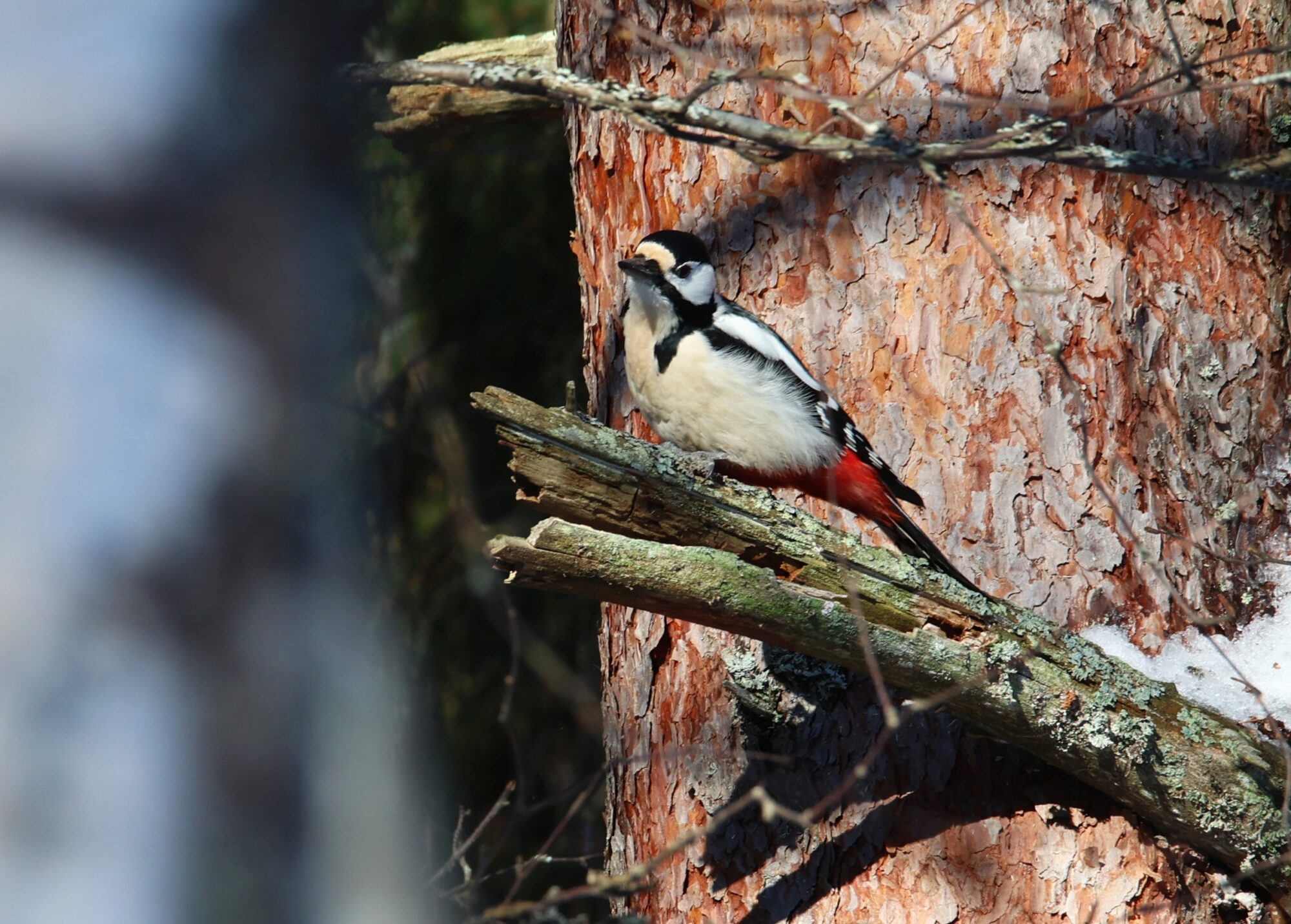 Valokuvaaja: Jaana Saarelainen