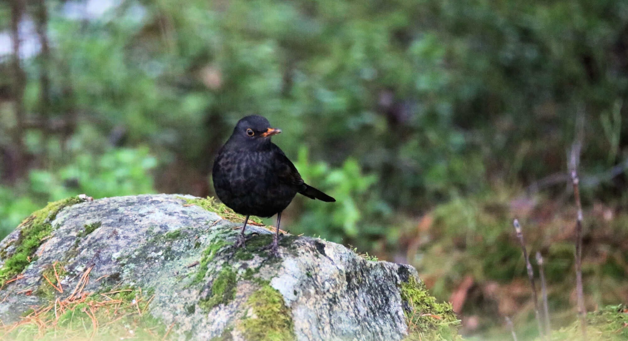 Valokuvaaja: Ahti keränen