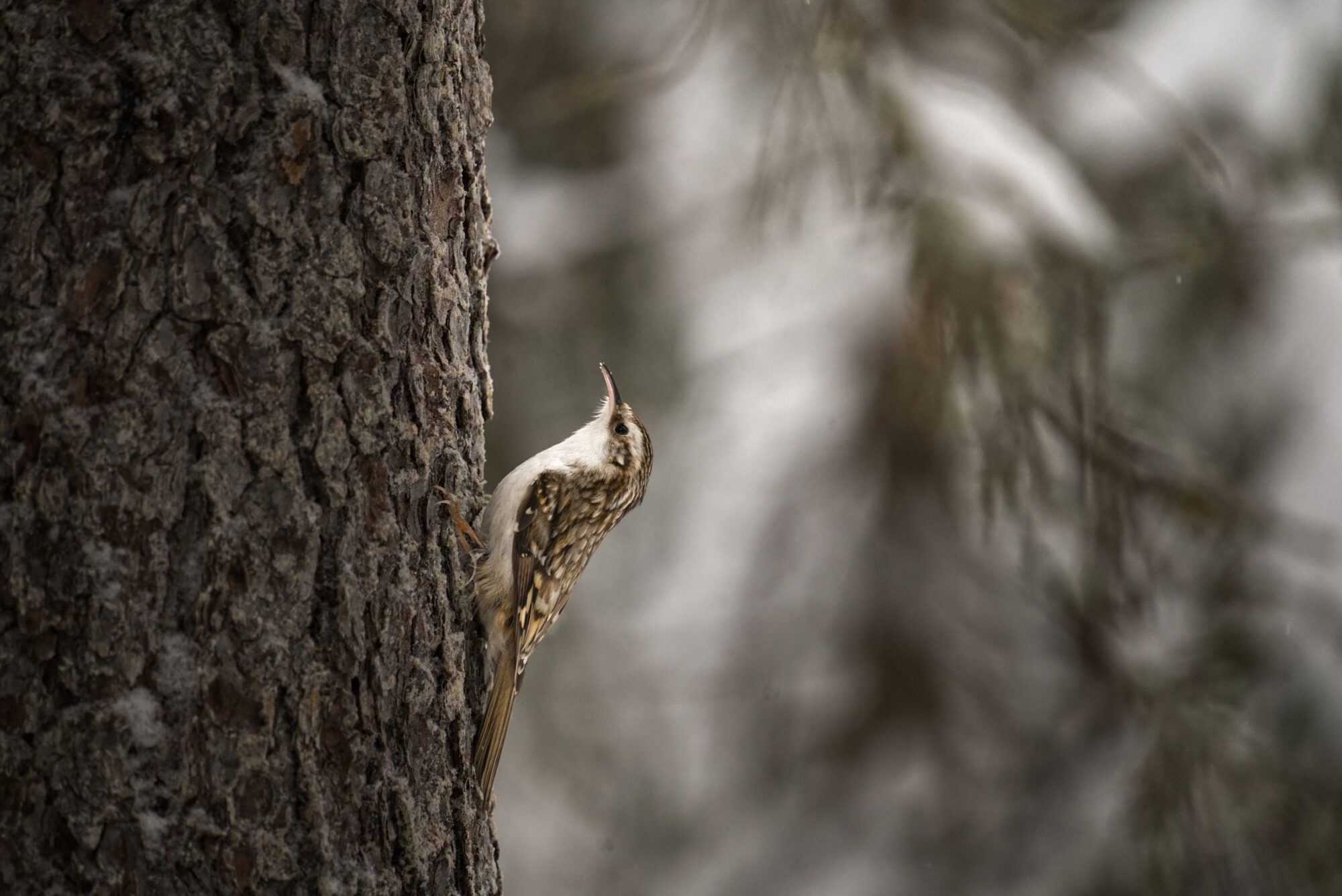 Valokuvaaja: Ukko Hautala