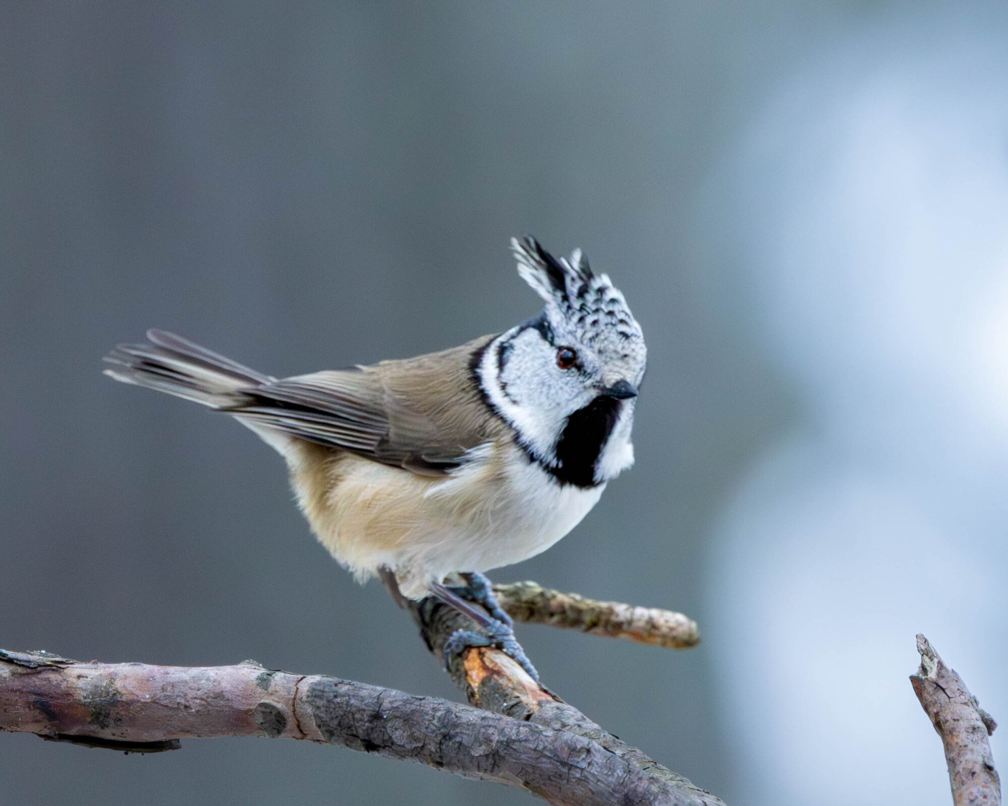 Valokuvaaja: Hannu Tikkanen
