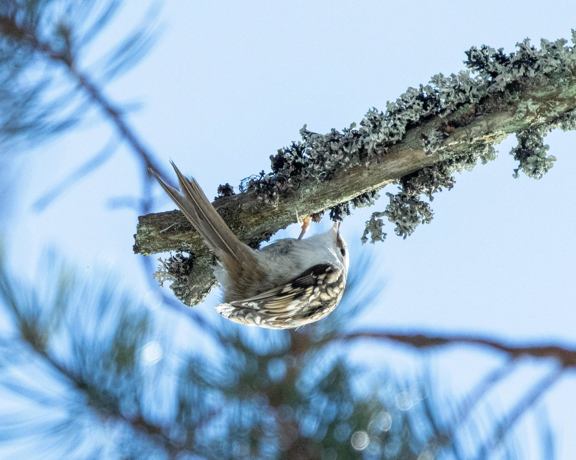 Valokuvaaja: Hannu Tikkanen