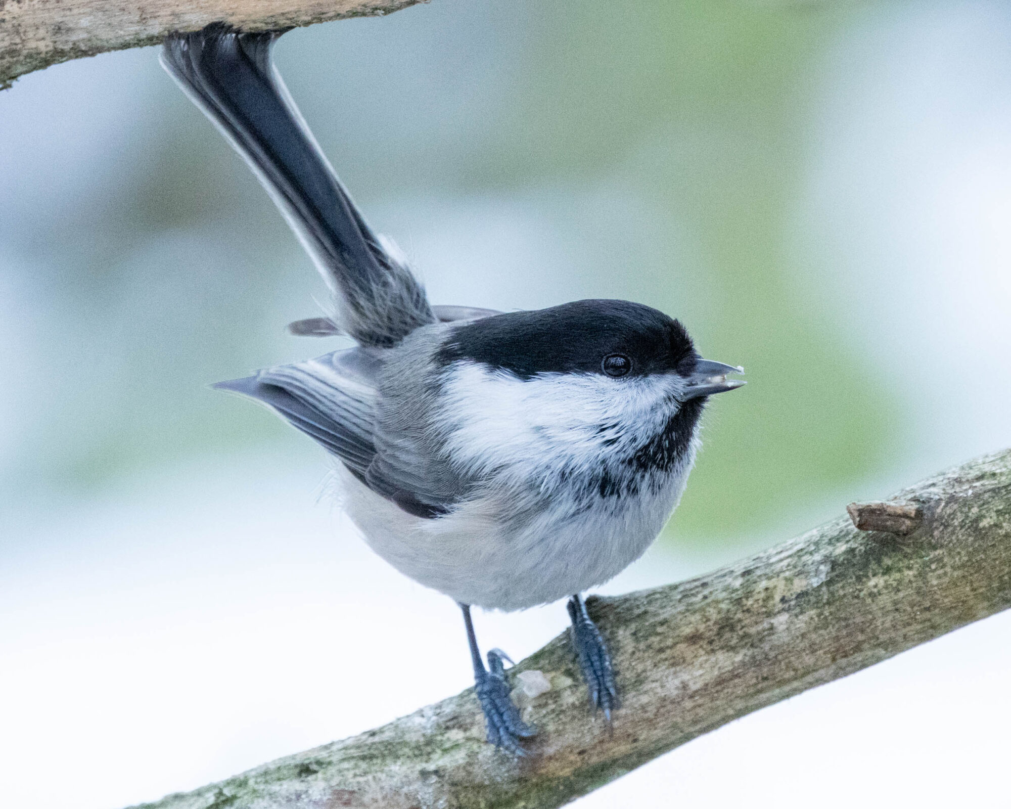 Valokuvaaja: Hannu Tikkanen