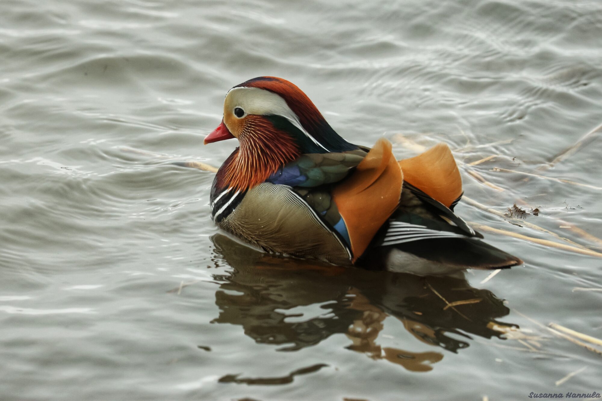 Valokuvaaja: Susanna Hannula