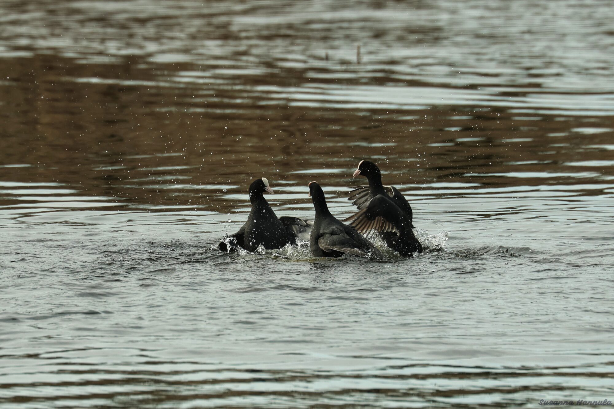 Valokuvaaja: Susanna Hannula
