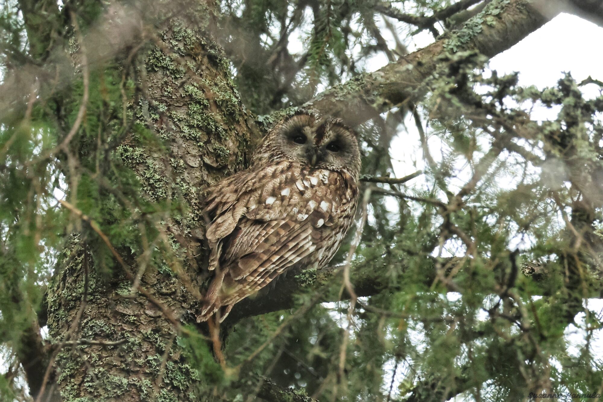 Valokuvaaja: Susanna Hannula