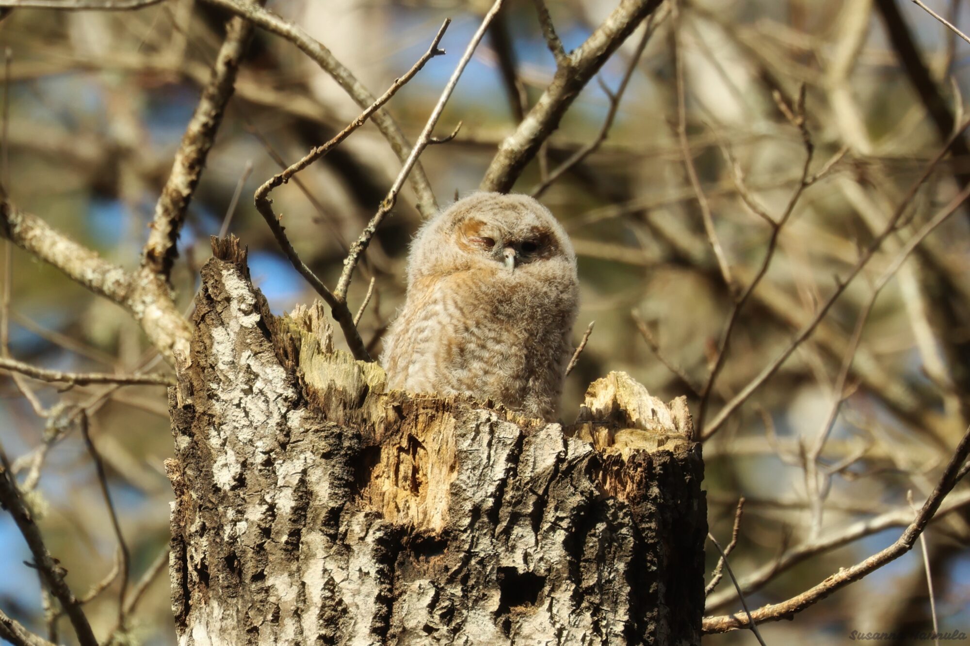 Valokuvaaja: Susanna Hannula
