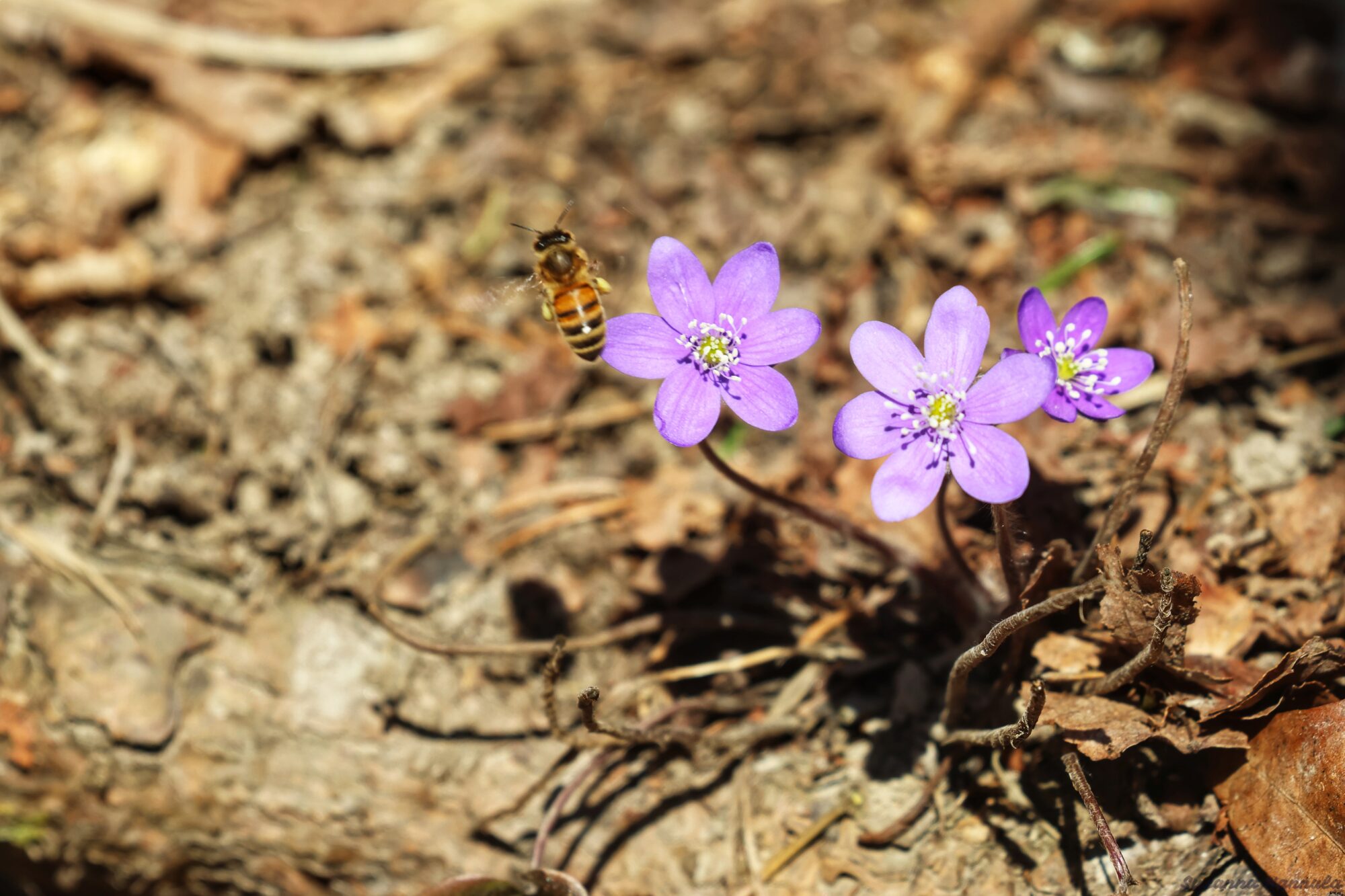 Valokuvaaja: Susanna Hannula