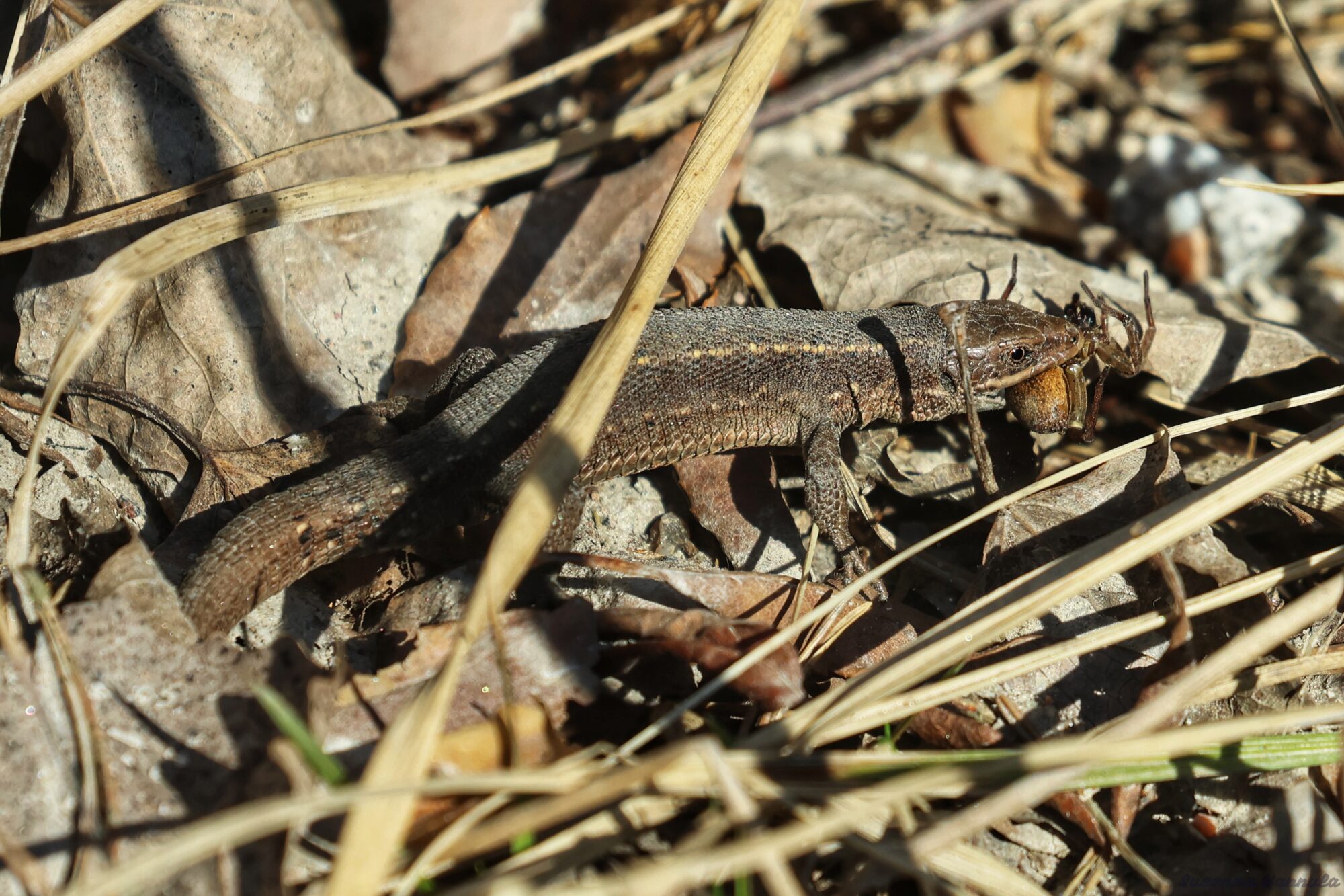 Valokuvaaja: Susanna Hannula