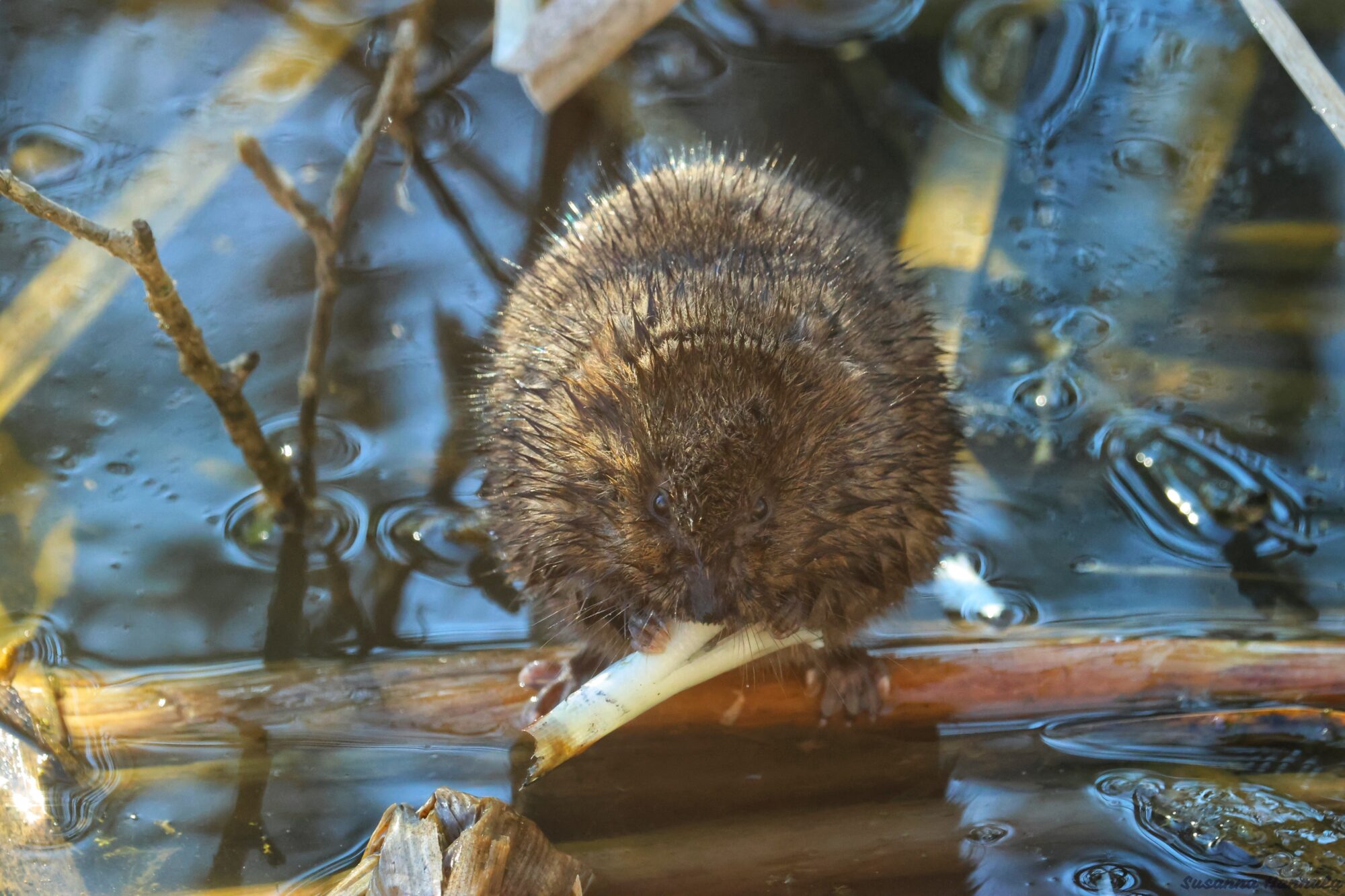 Valokuvaaja: Susanna Hannula
