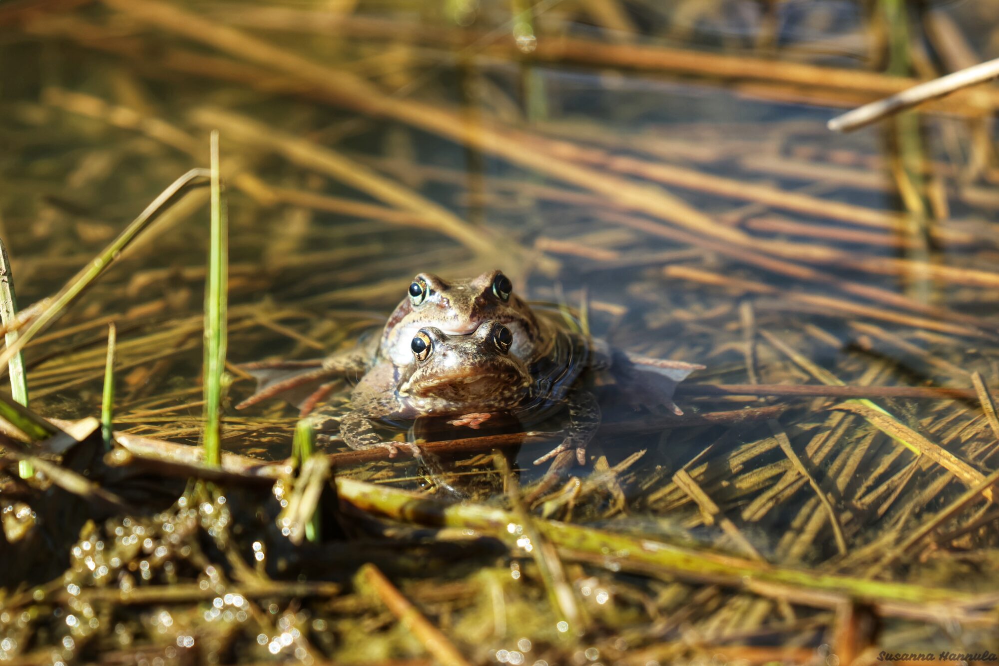 Valokuvaaja: Susanna Hannula