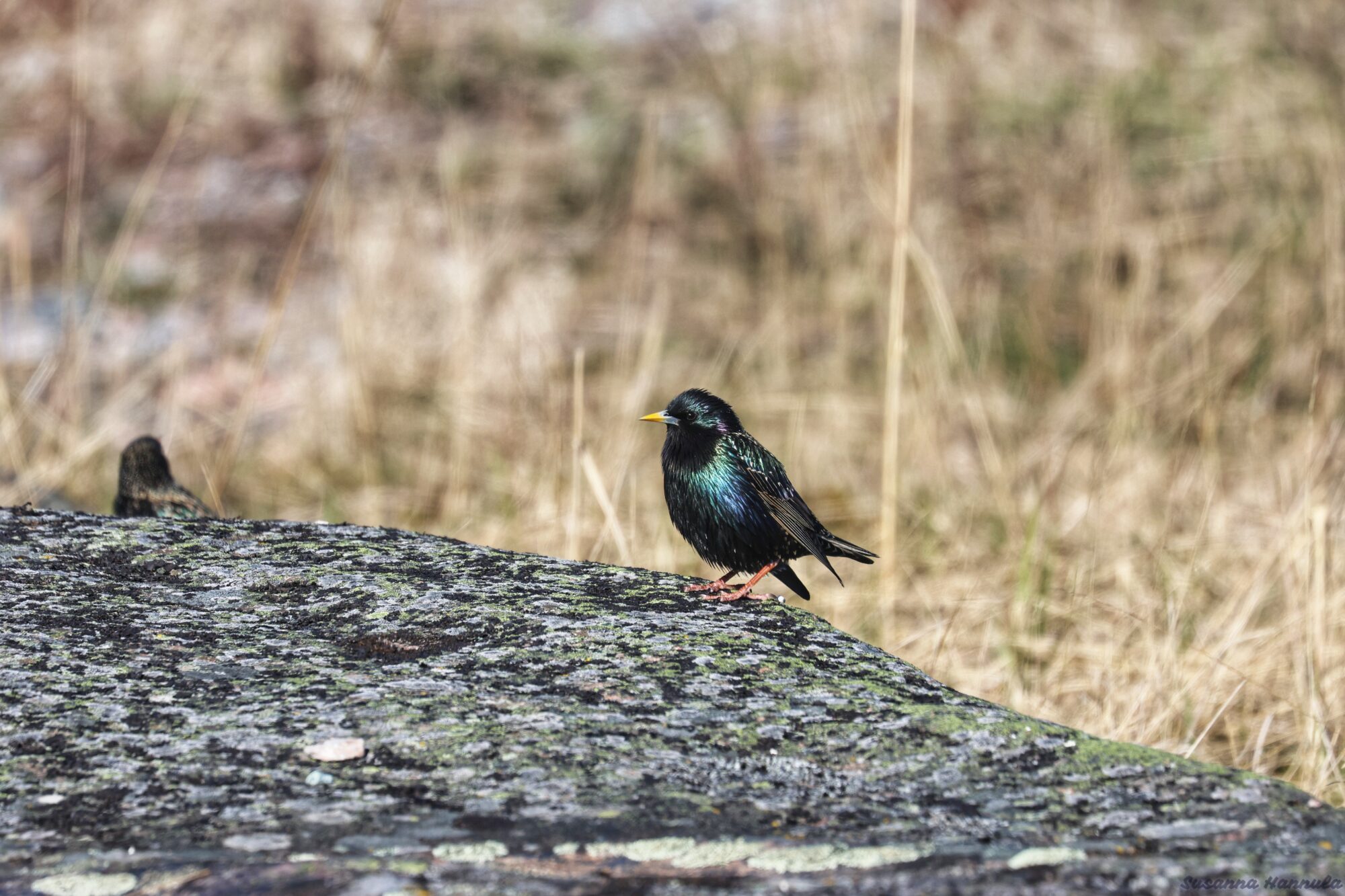 Valokuvaaja: Susanna Hannula