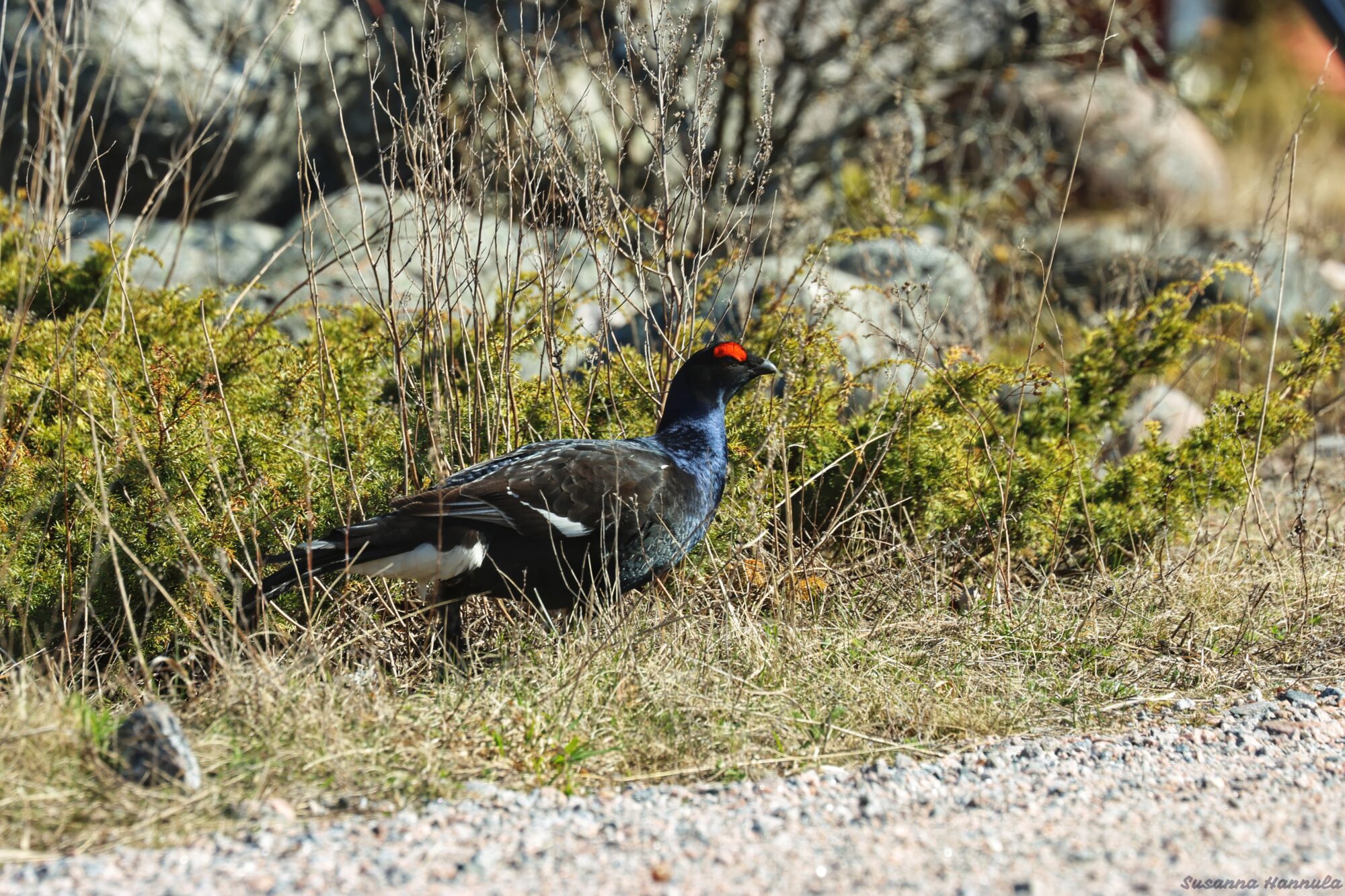 Valokuvaaja: Susanna Hannula