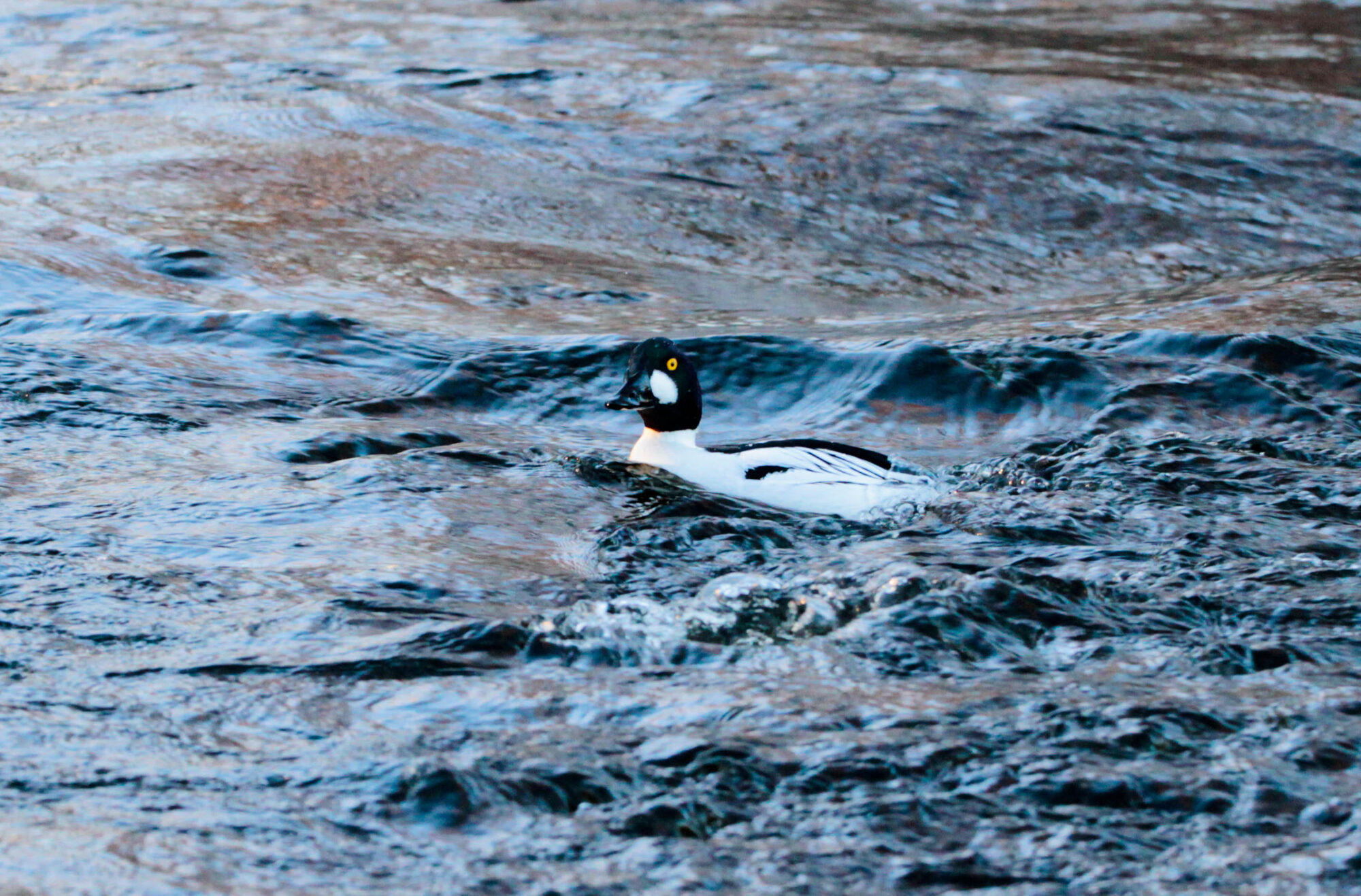 Valokuvaaja: Terhi Tertu Nieminen