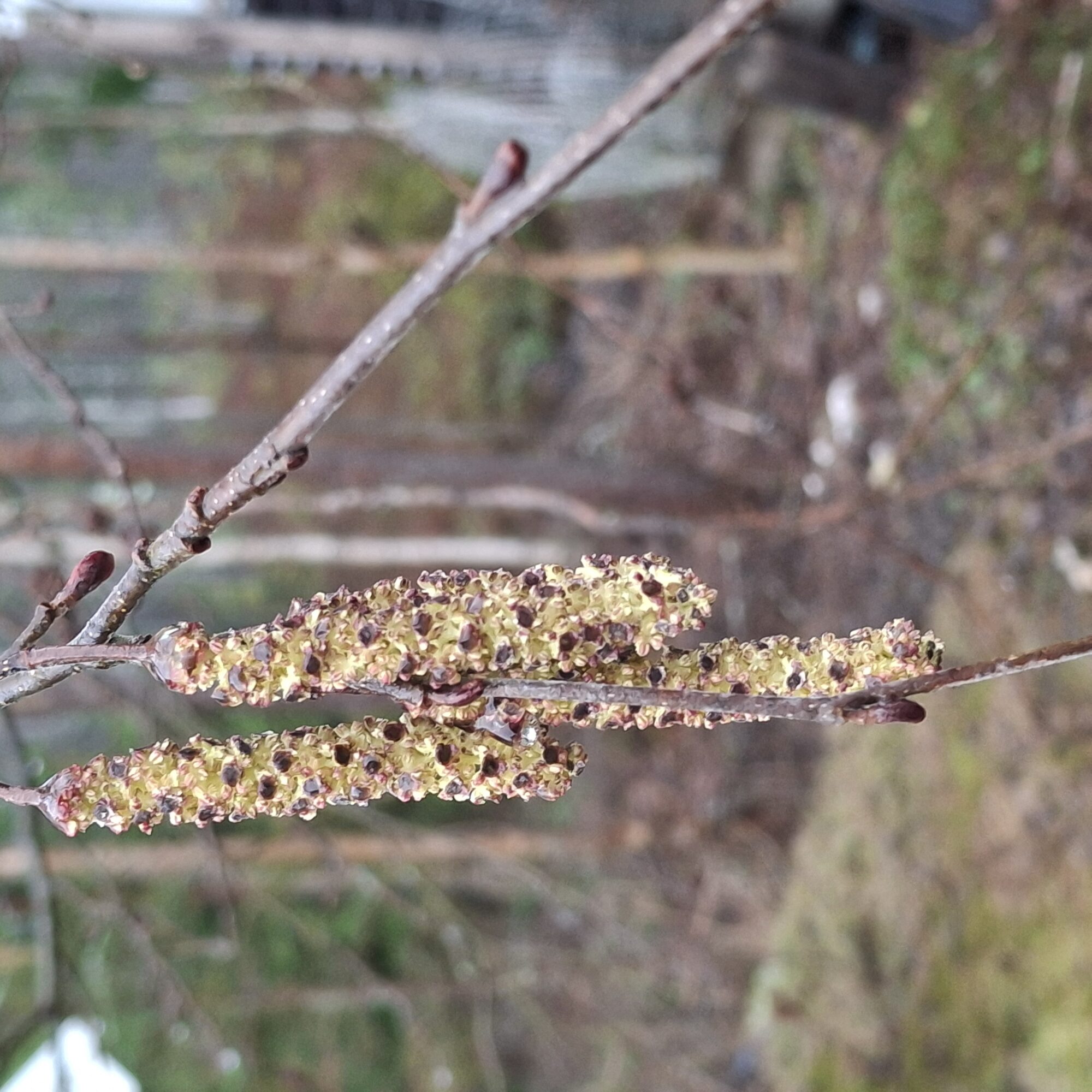 Valokuvaaja: Kalle Matti Väänänen