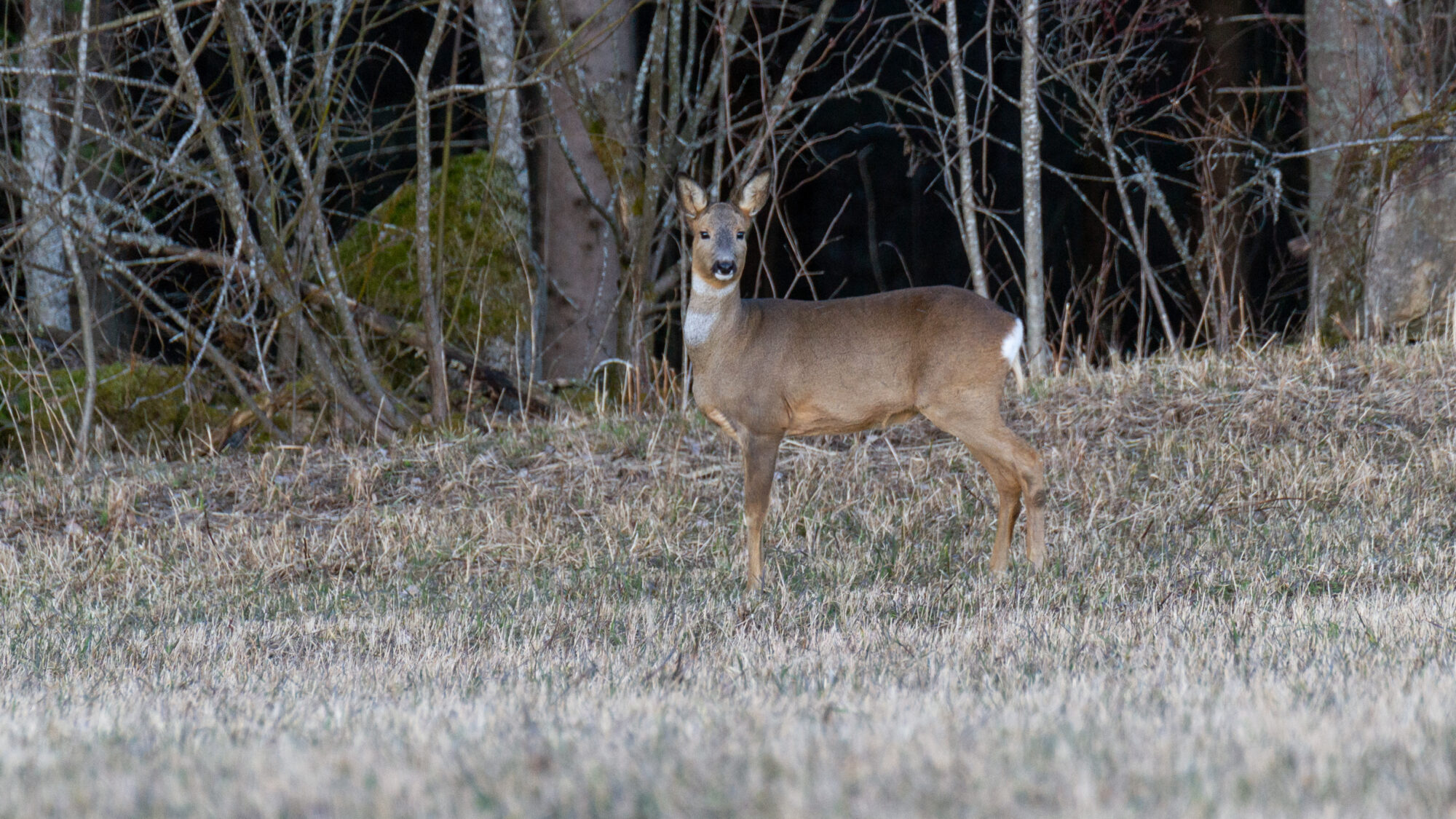 Valokuvaaja: Helena Minkkilä
