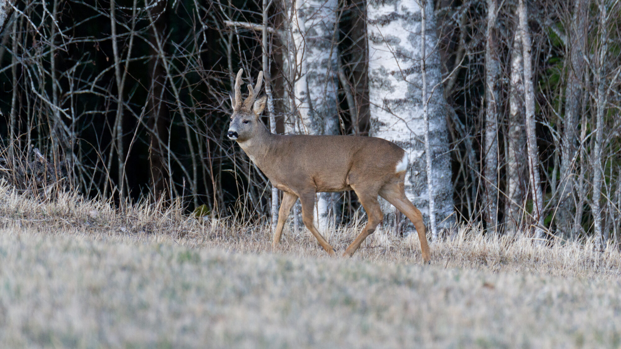 Valokuvaaja: Helena Minkkilä