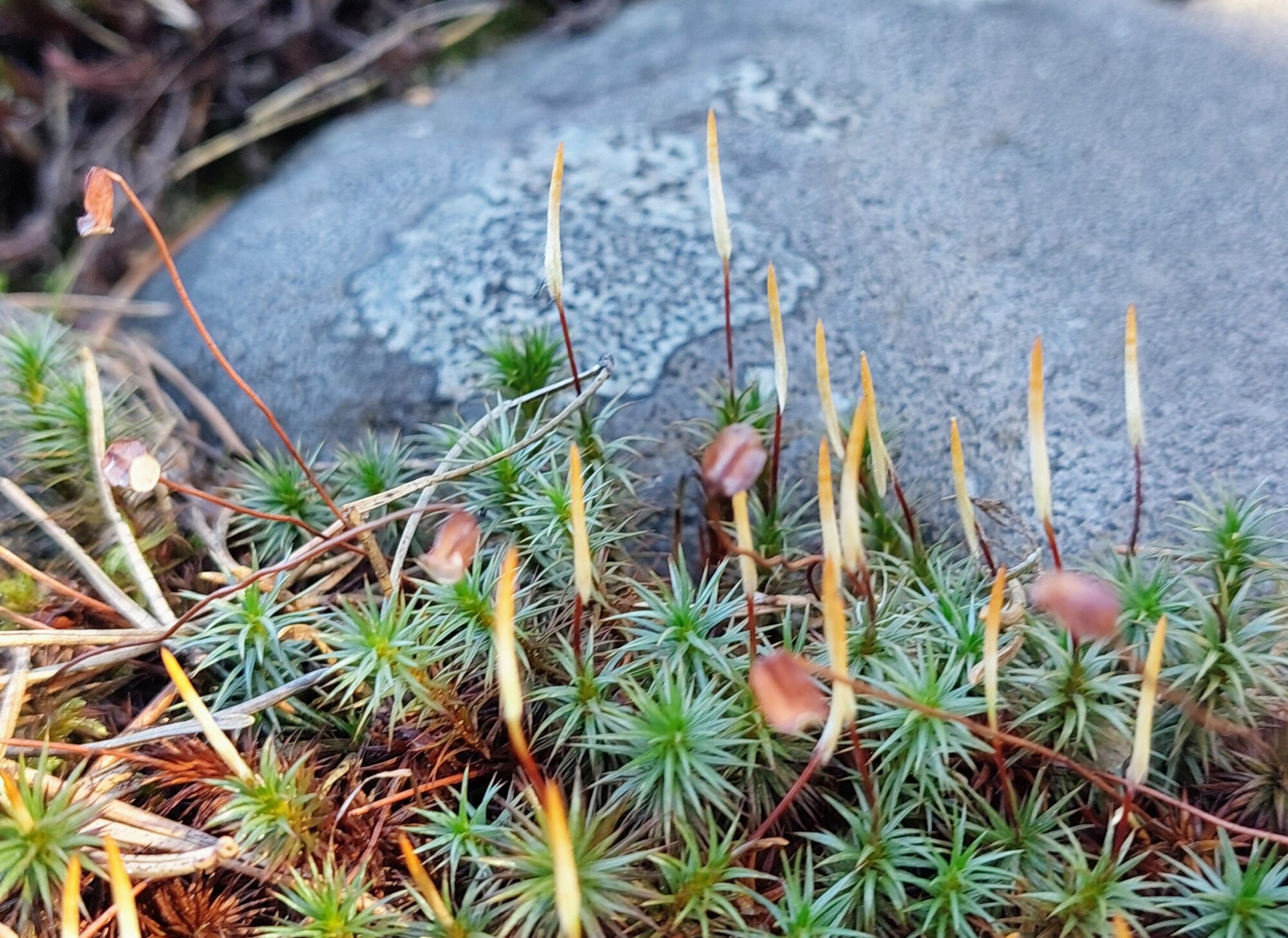 Valokuvaaja: Tarja Naukkarinen