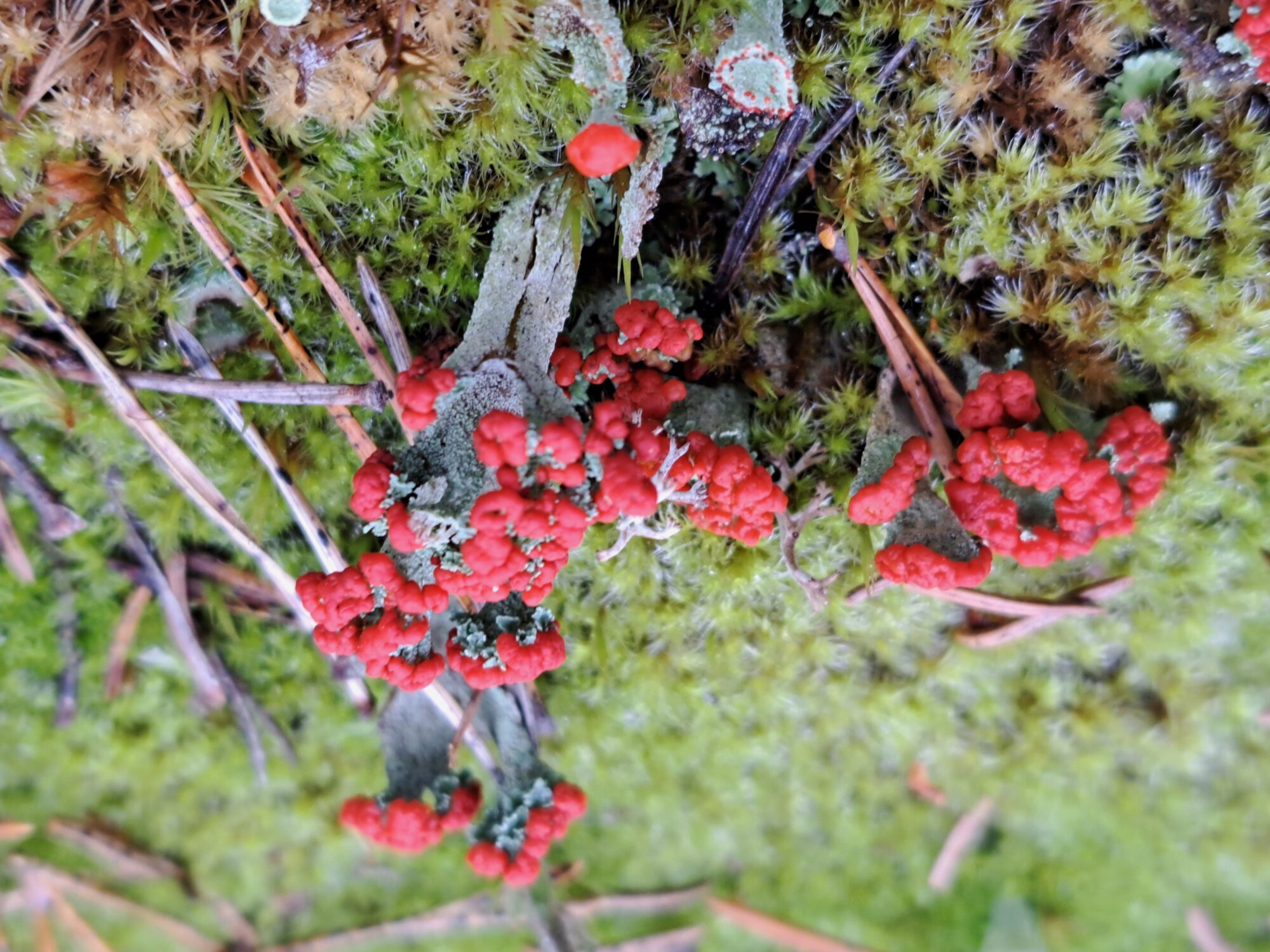 Valokuvaaja: Sari Viemerö