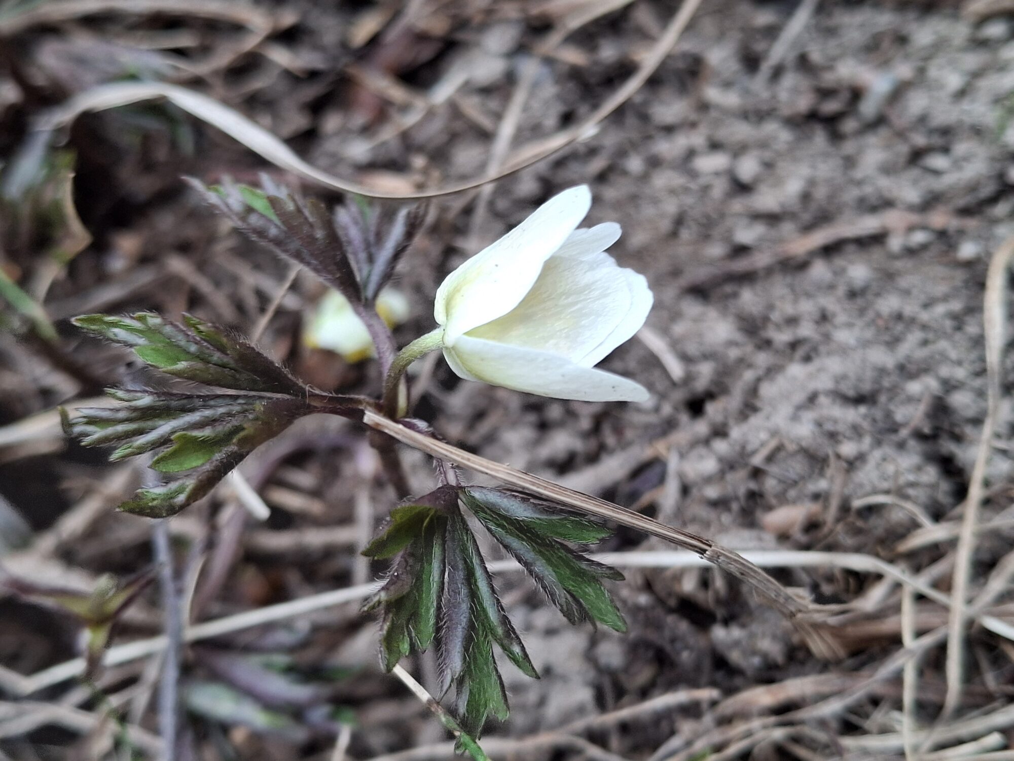 Valokuvaaja: Satu Suuntala