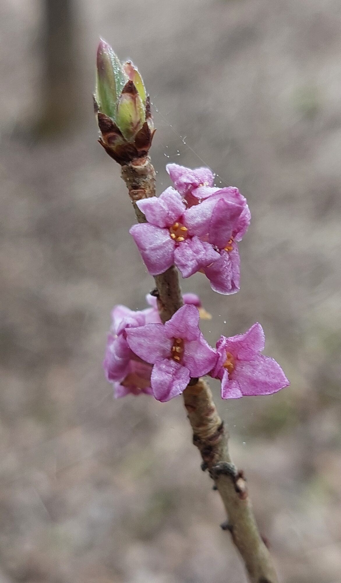 Valokuvaaja: Tarja Naukkarinen