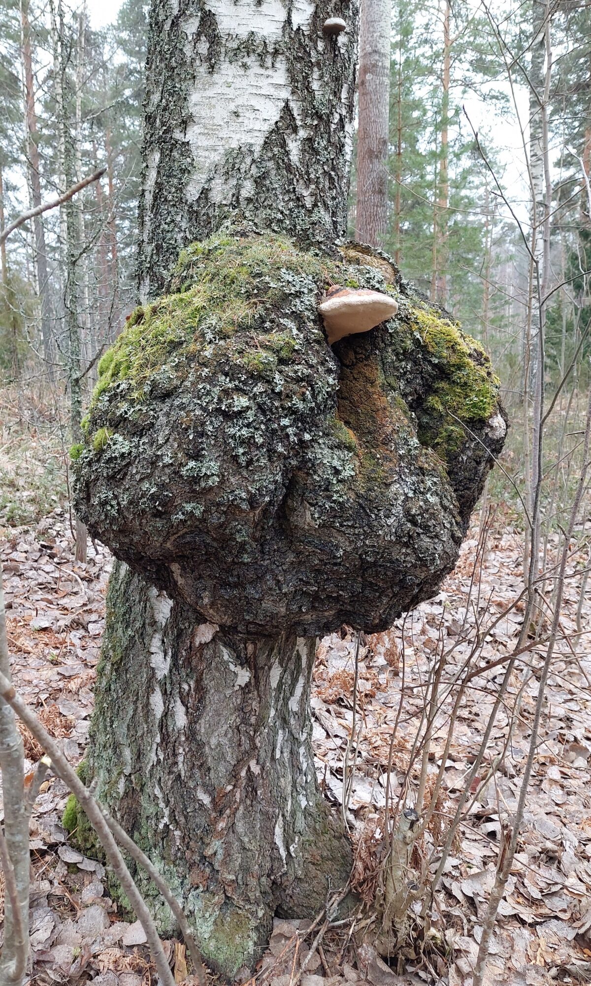 Valokuvaaja: Tarja Naukkarinen