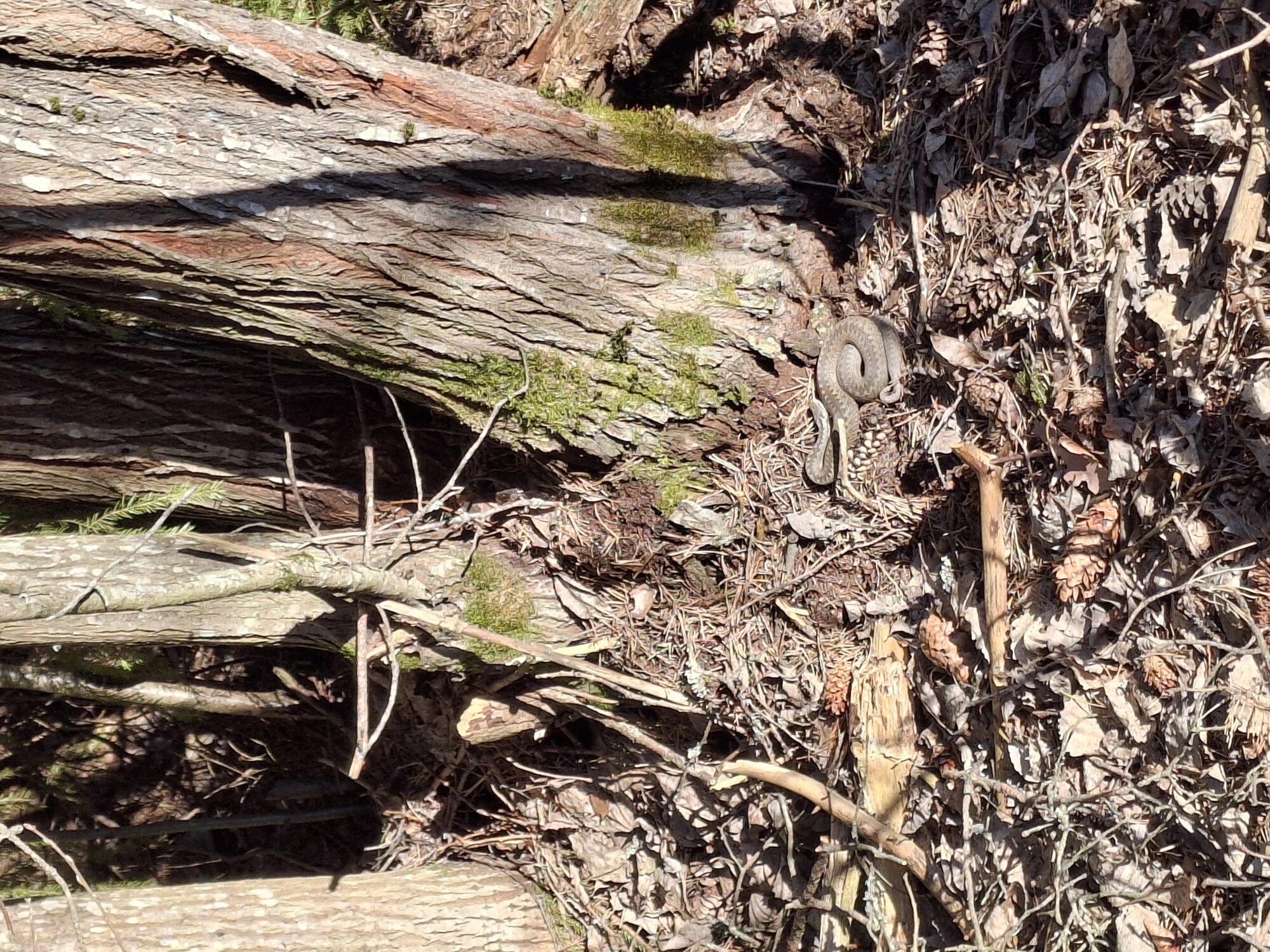 Valokuvaaja: Satu Suuntala