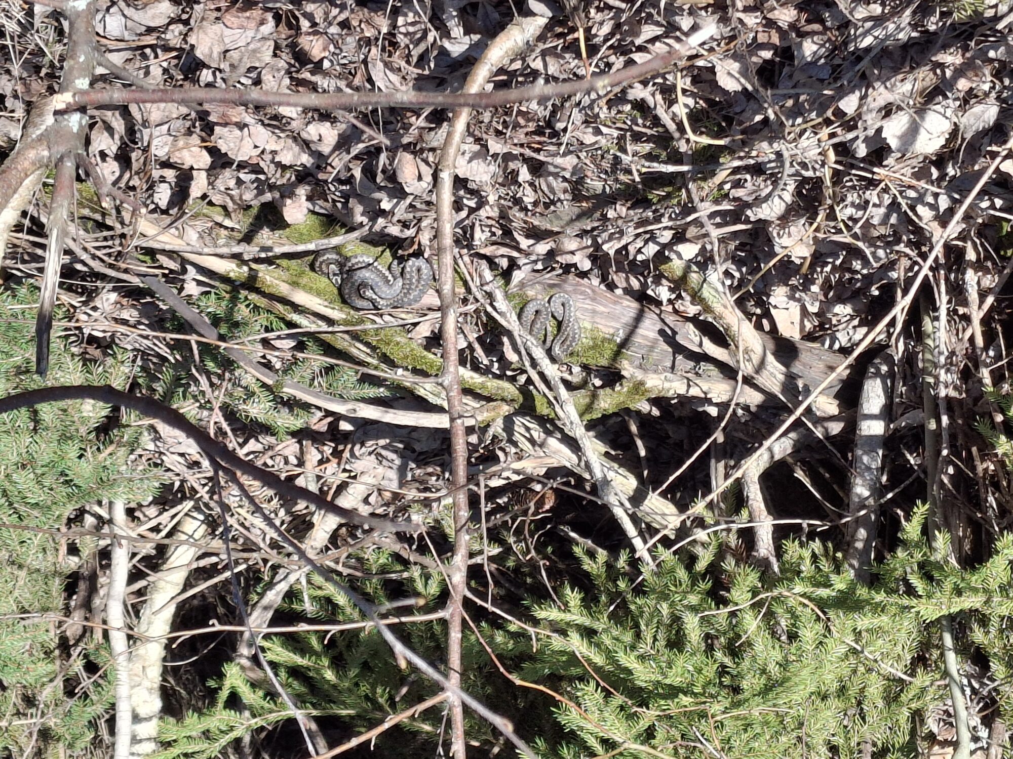 Valokuvaaja: Satu Suuntala