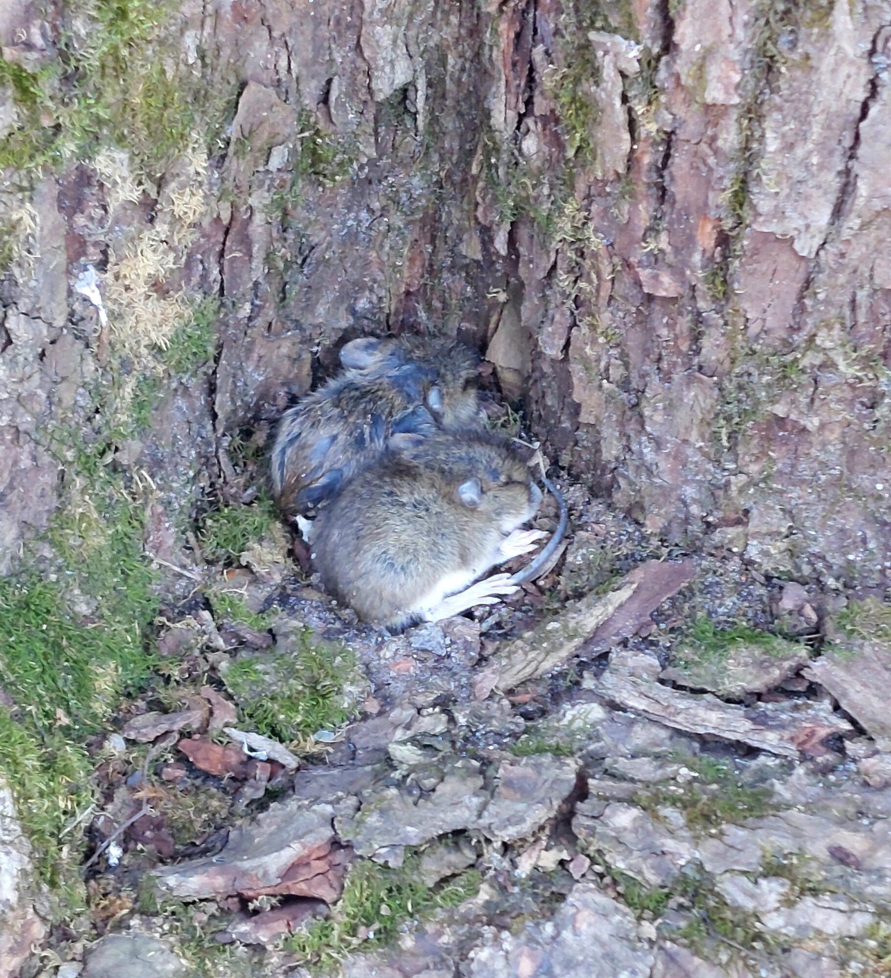 Valokuvaaja: Birgit Silvennoinen