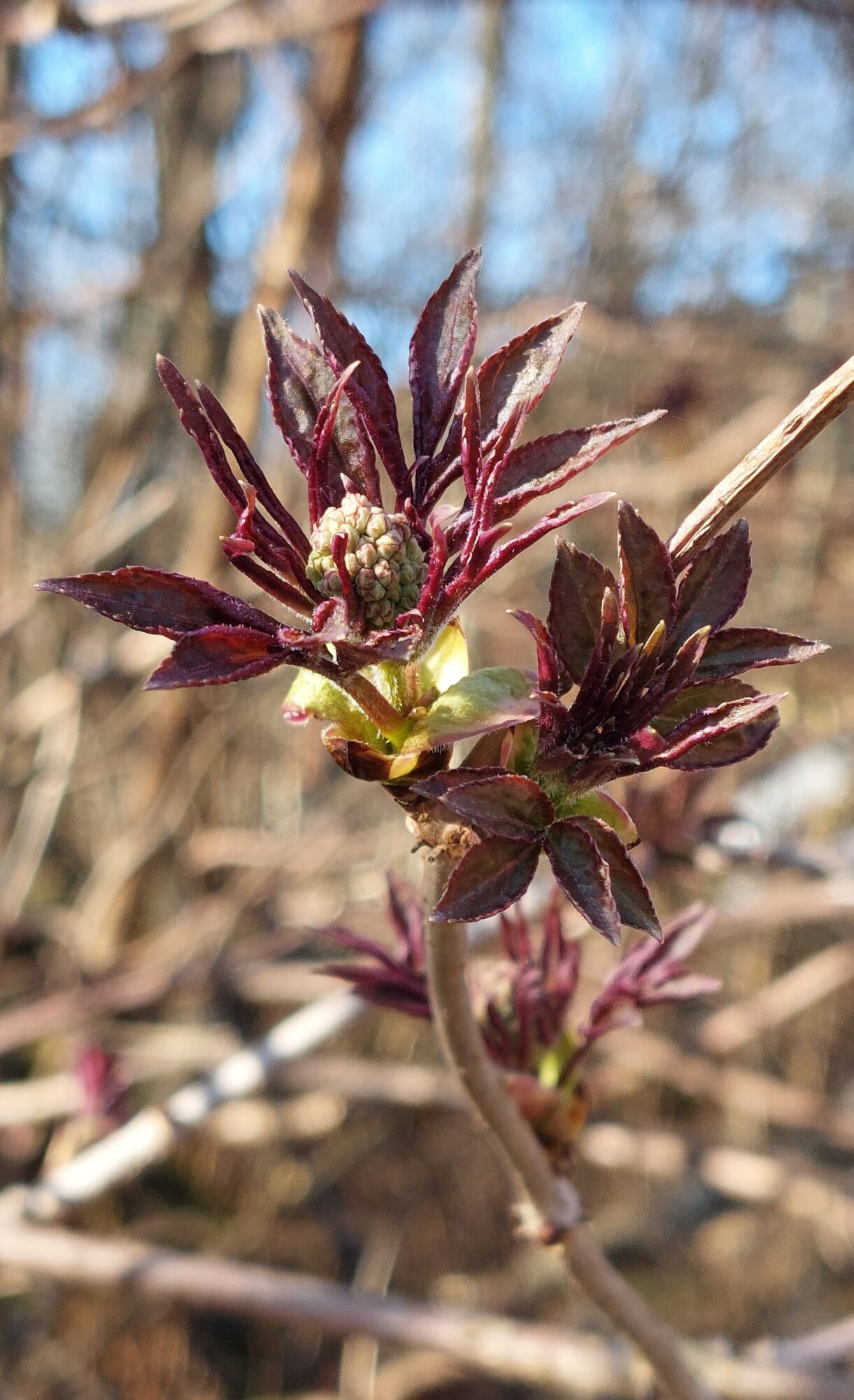 Valokuvaaja: Tarja Naukkarinen