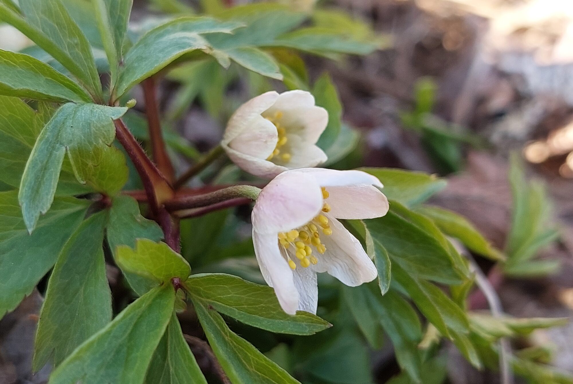 Valokuvaaja: Tarja Naukkarinen