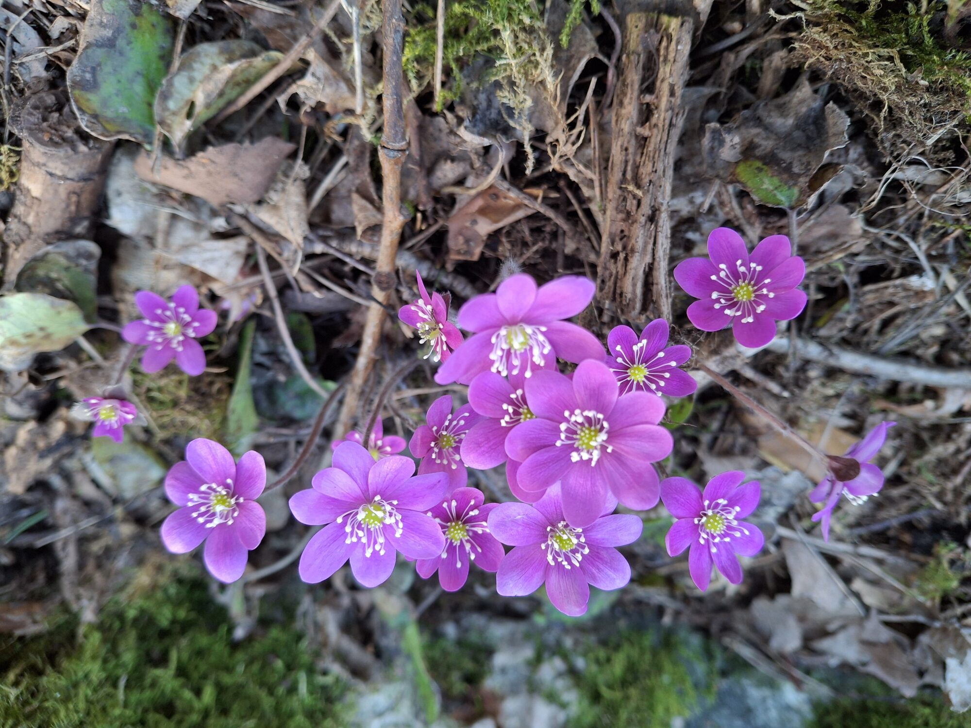 Valokuvaaja: Satu Suuntala