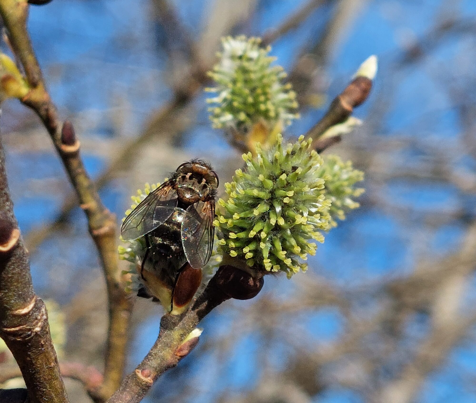 Valokuvaaja: Tarja Naukkarinen