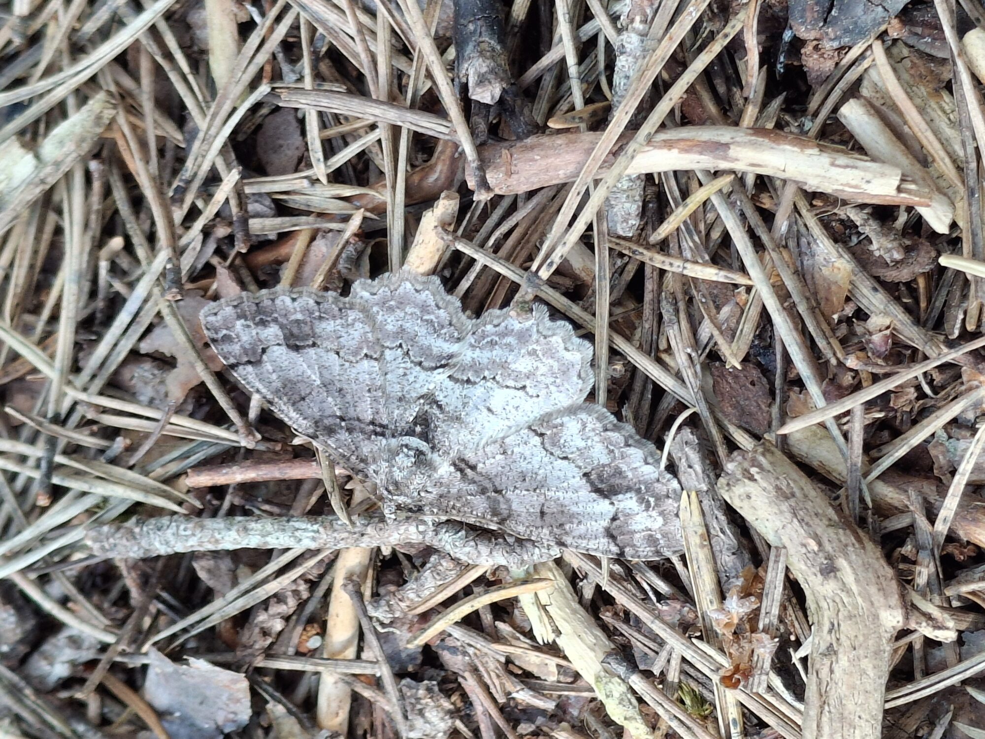 Valokuvaaja: Satu Suuntala