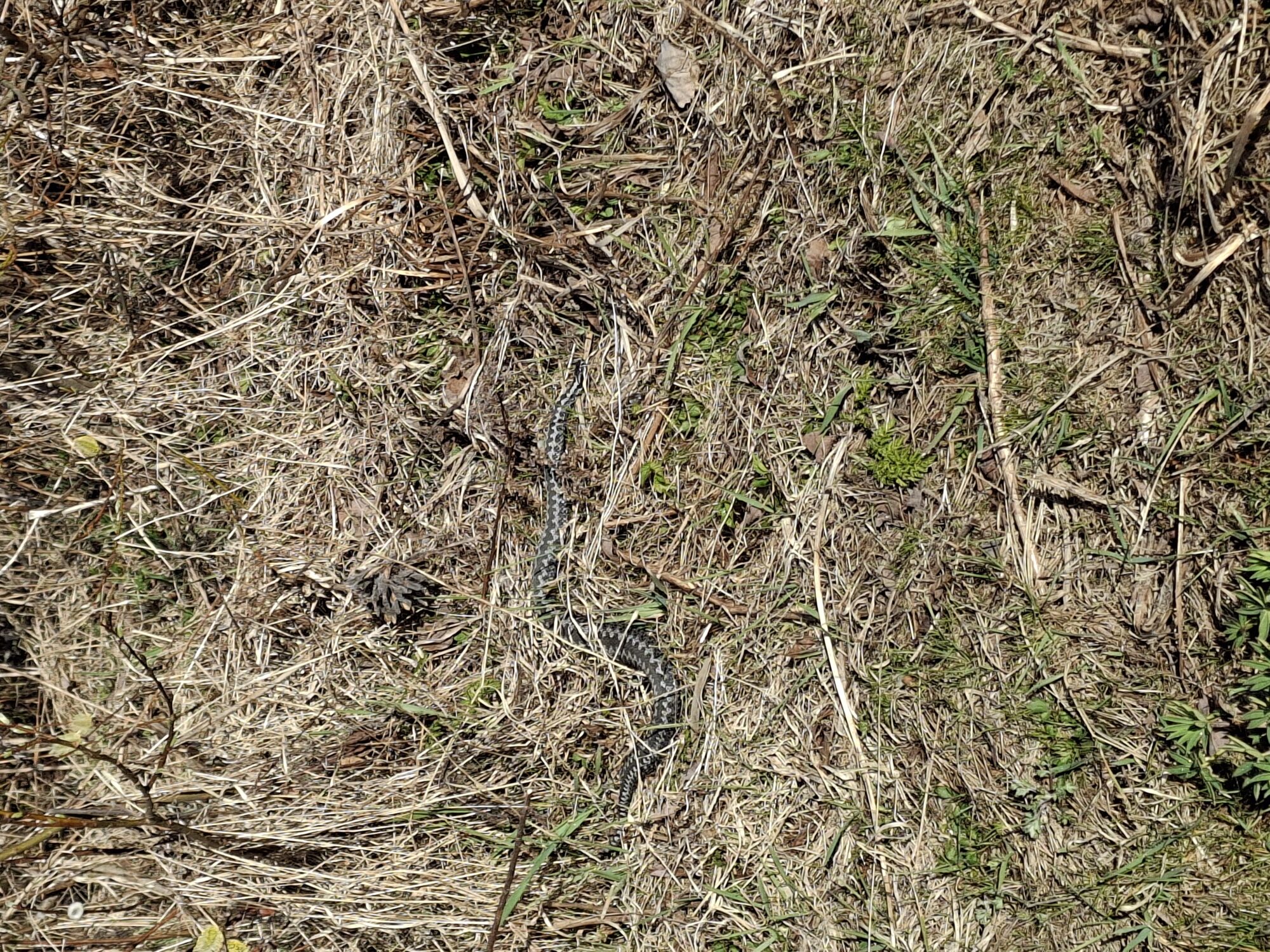 Valokuvaaja: Satu Suuntala