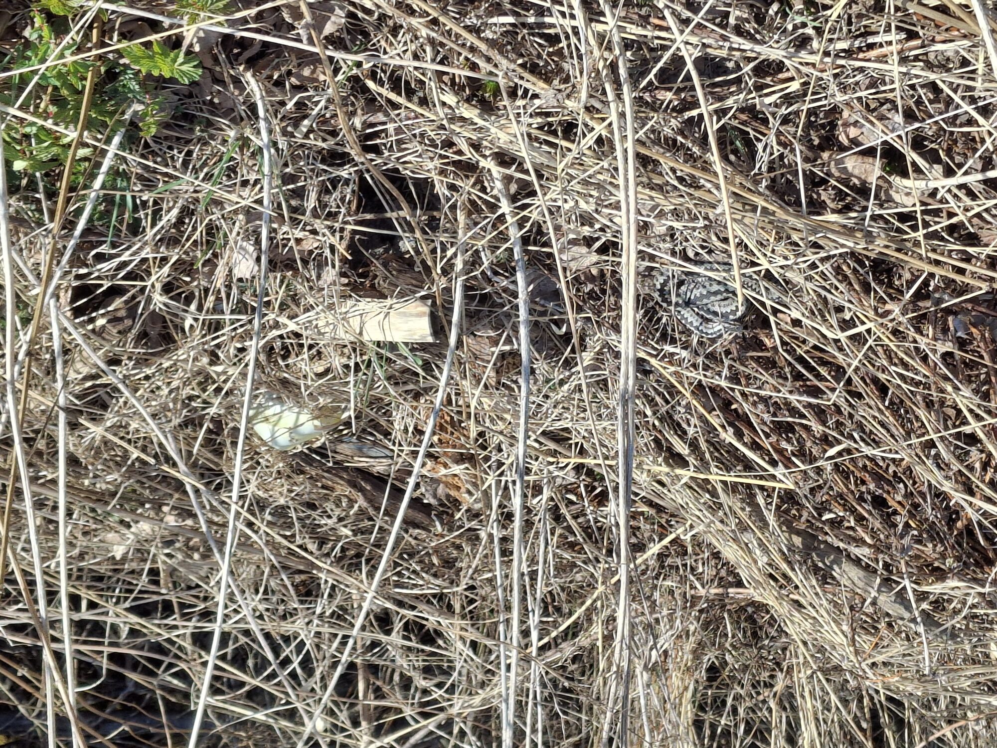 Valokuvaaja: Satu Suuntala