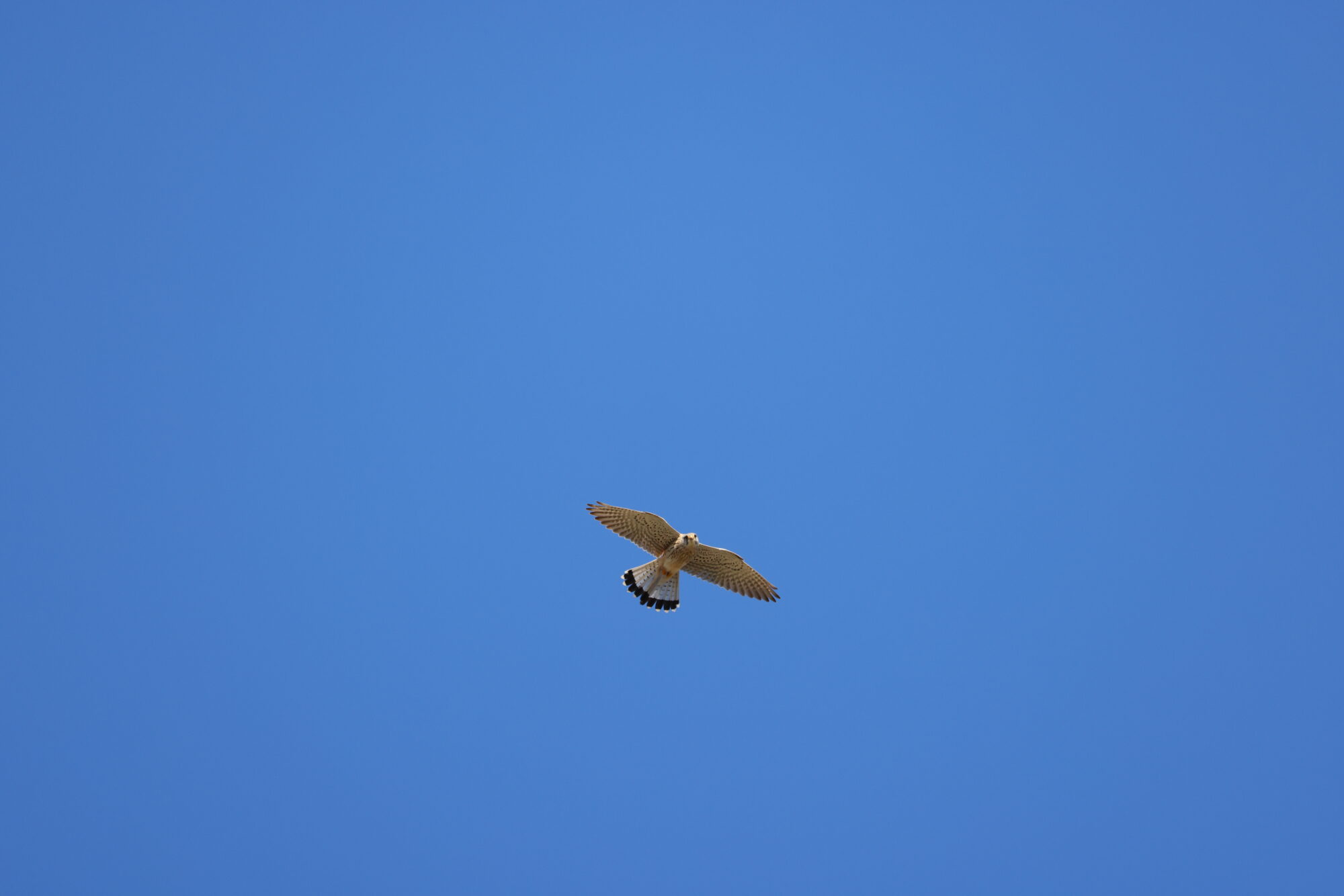 Valokuvaaja: Jukka Henriksson