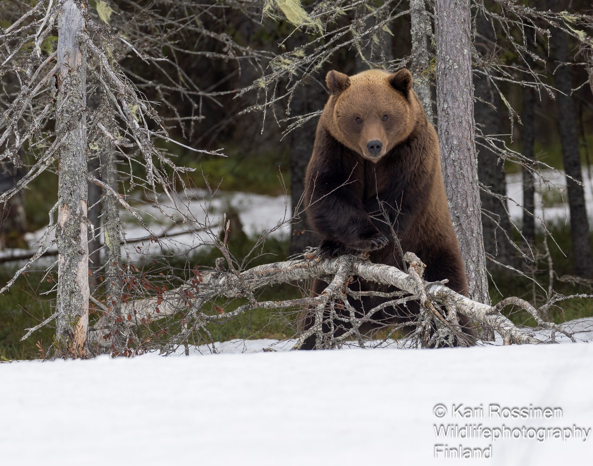 Valokuvaaja: Kari Rossinen