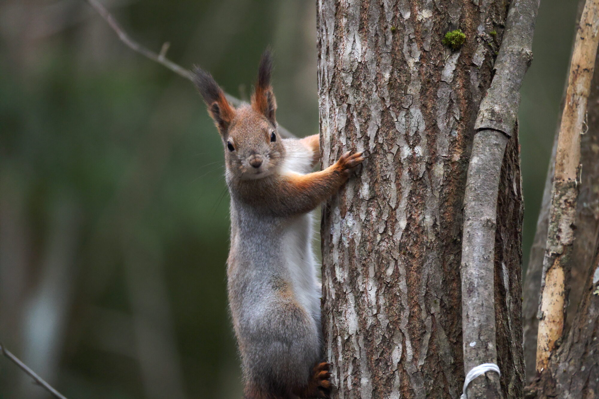 Valokuvaaja: Jouni Kalliomäki