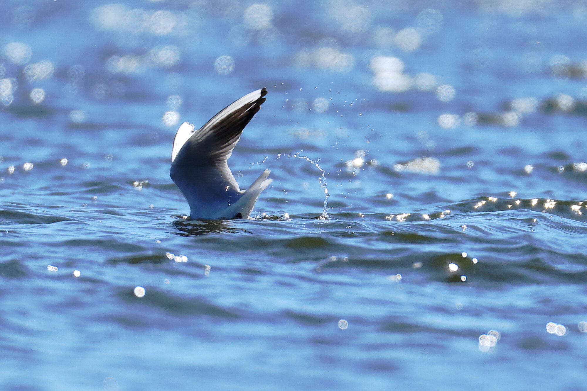 Valokuvaaja: Jouni Kalliomäki