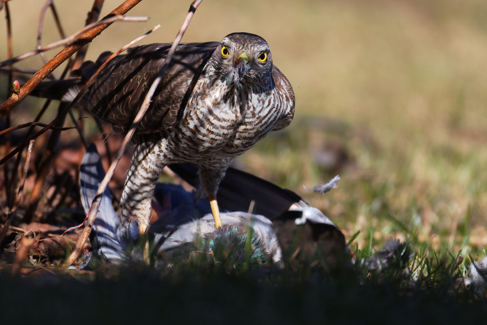 Valokuvaaja: Jouni Kalliomäki