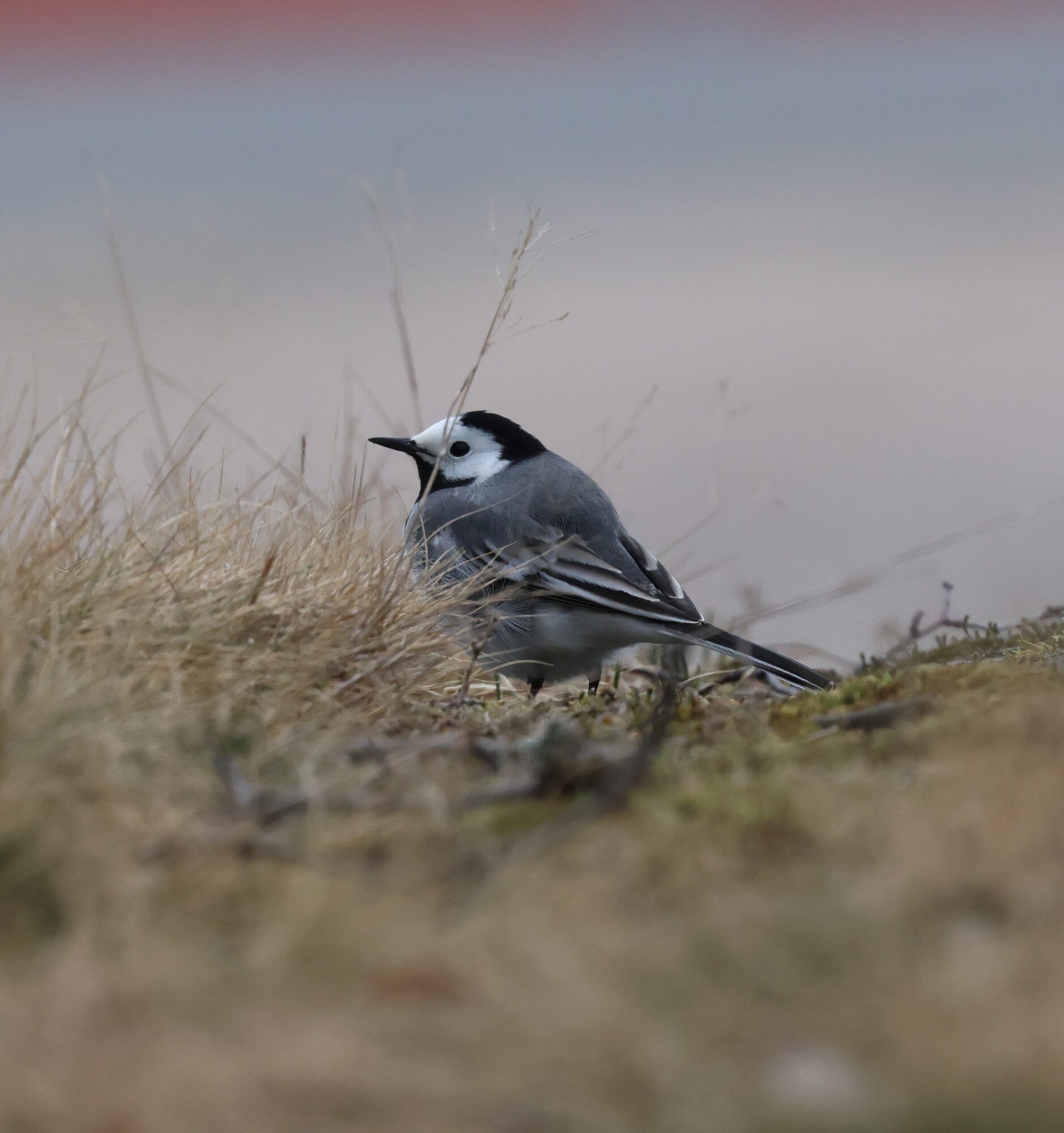 Valokuvaaja: Hanna Rönty