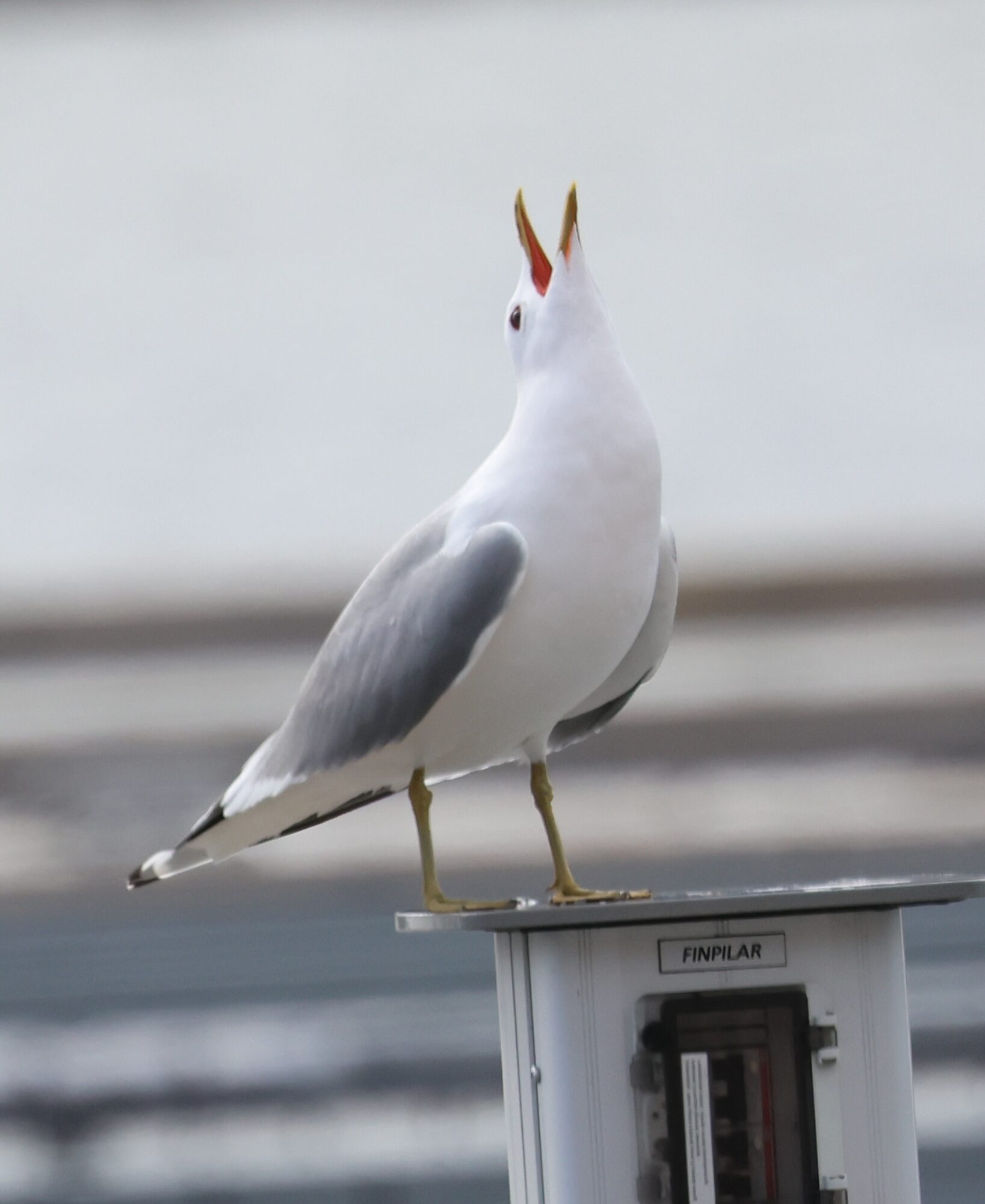 Valokuvaaja: Hanna Rönty