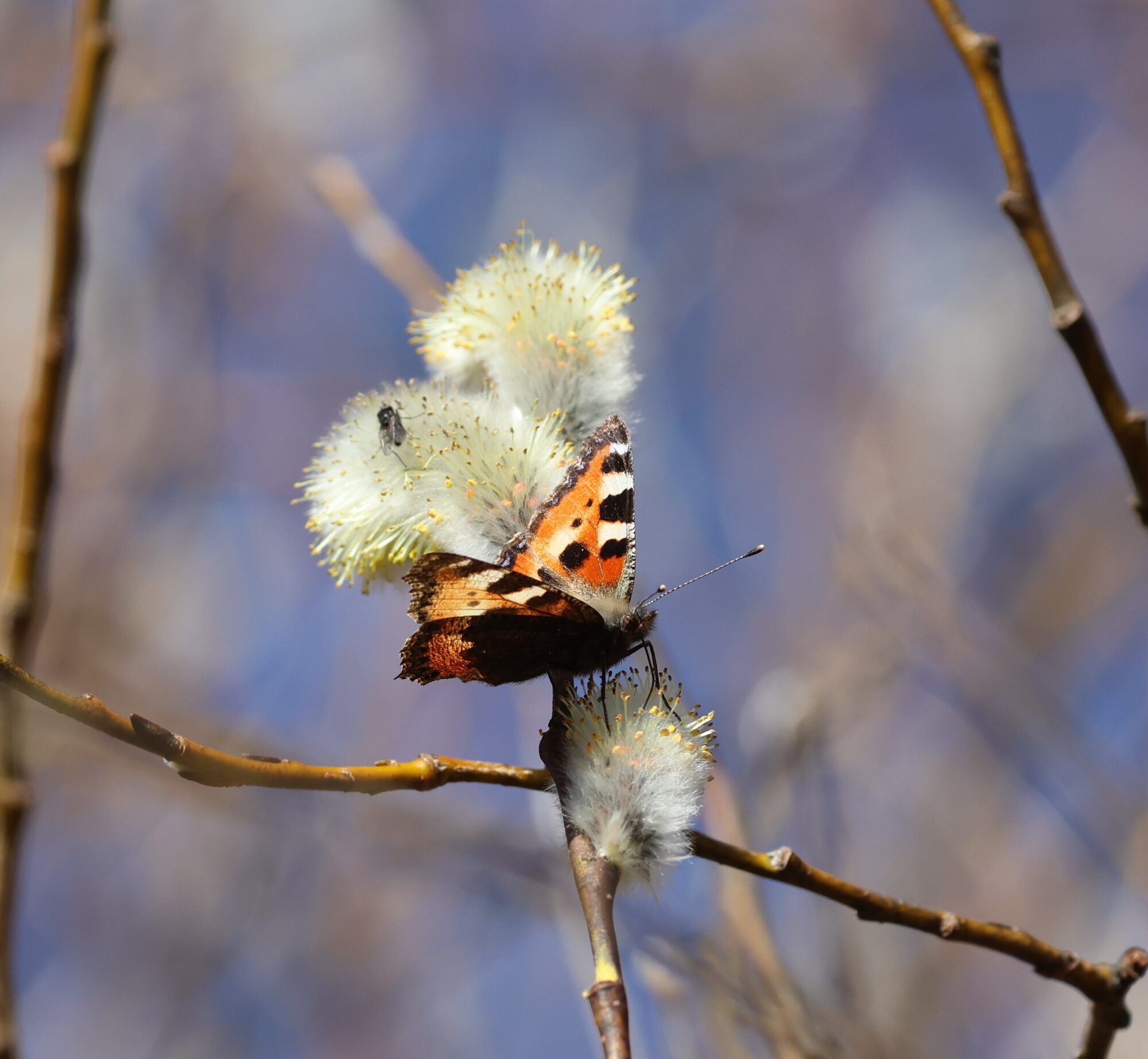 Valokuvaaja: Hanna Rönty