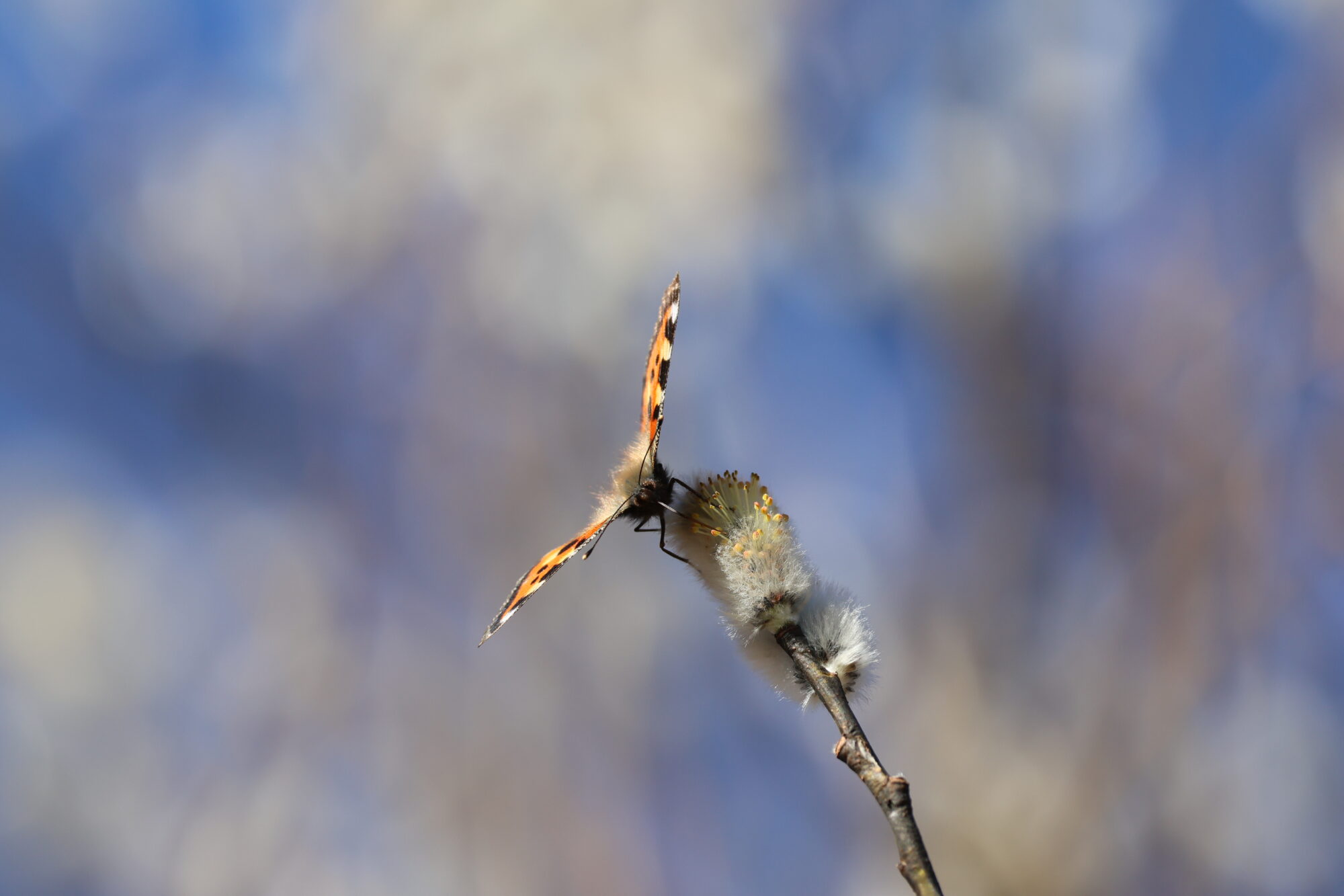 Valokuvaaja: Hanna Rönty